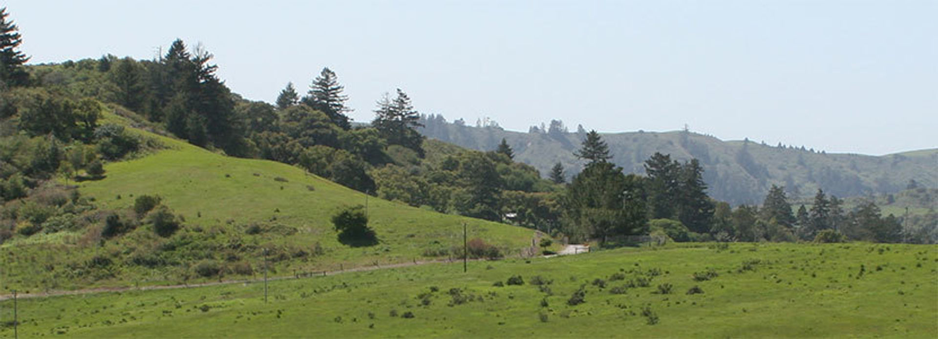 the hillside in spring