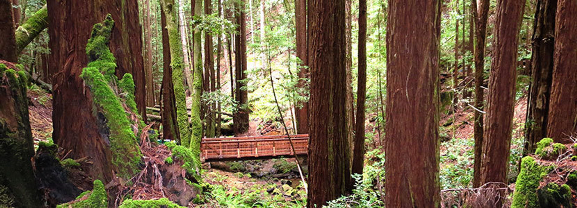 bridge along the creek