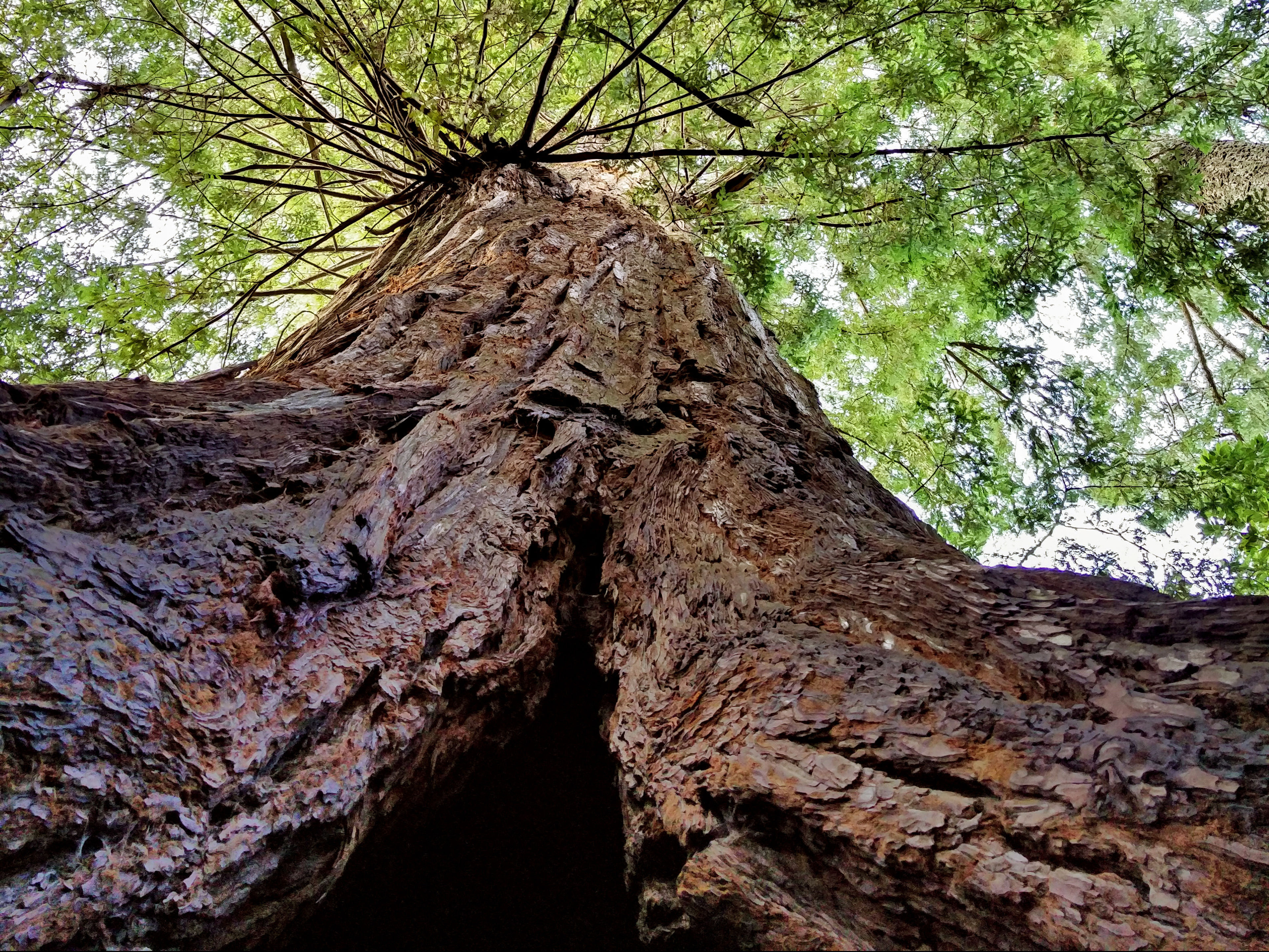 Old Growth Redwood at El Corte de Madera Creek Preserve