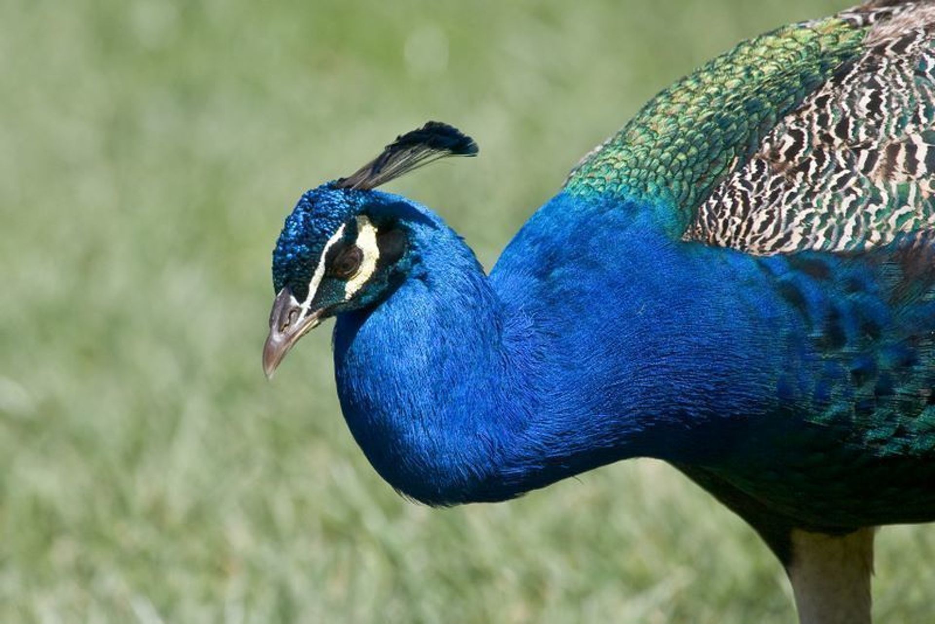 Peacock on Grounds of Historic Picchetti Winery 