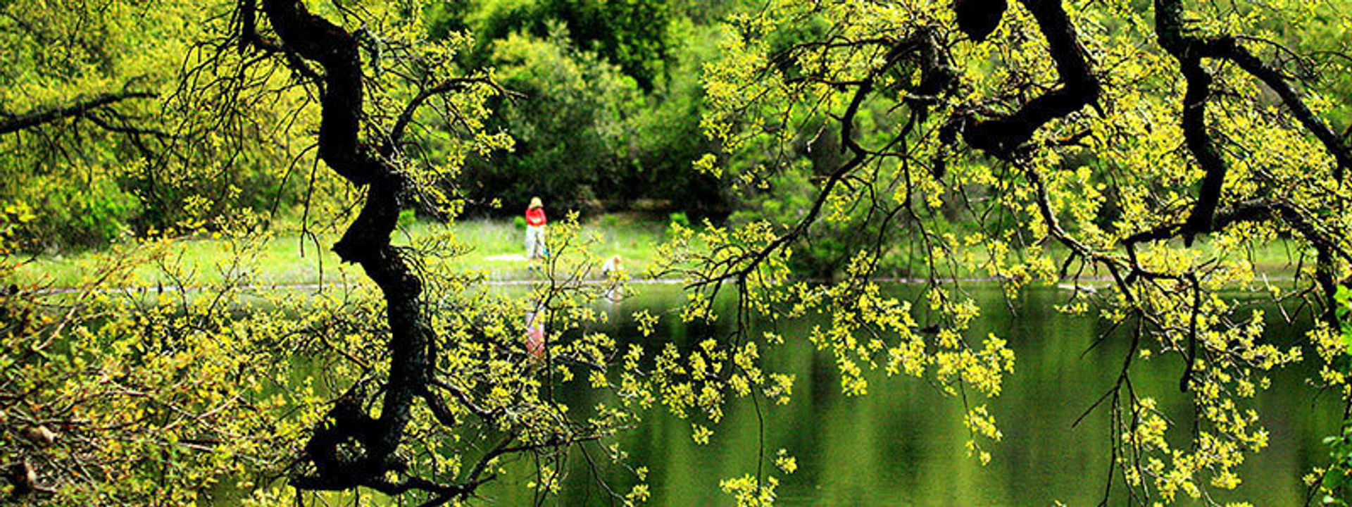 pond in spring