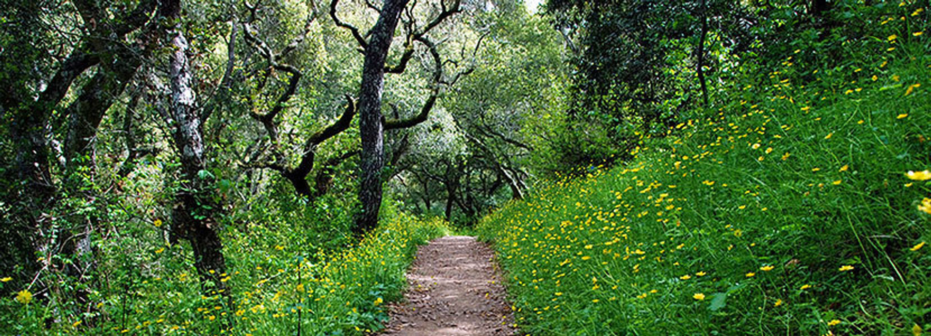 Buttercup lane