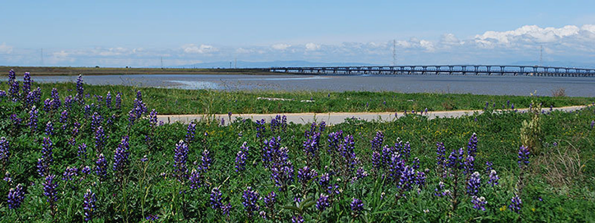 view of Dumbarton bridge