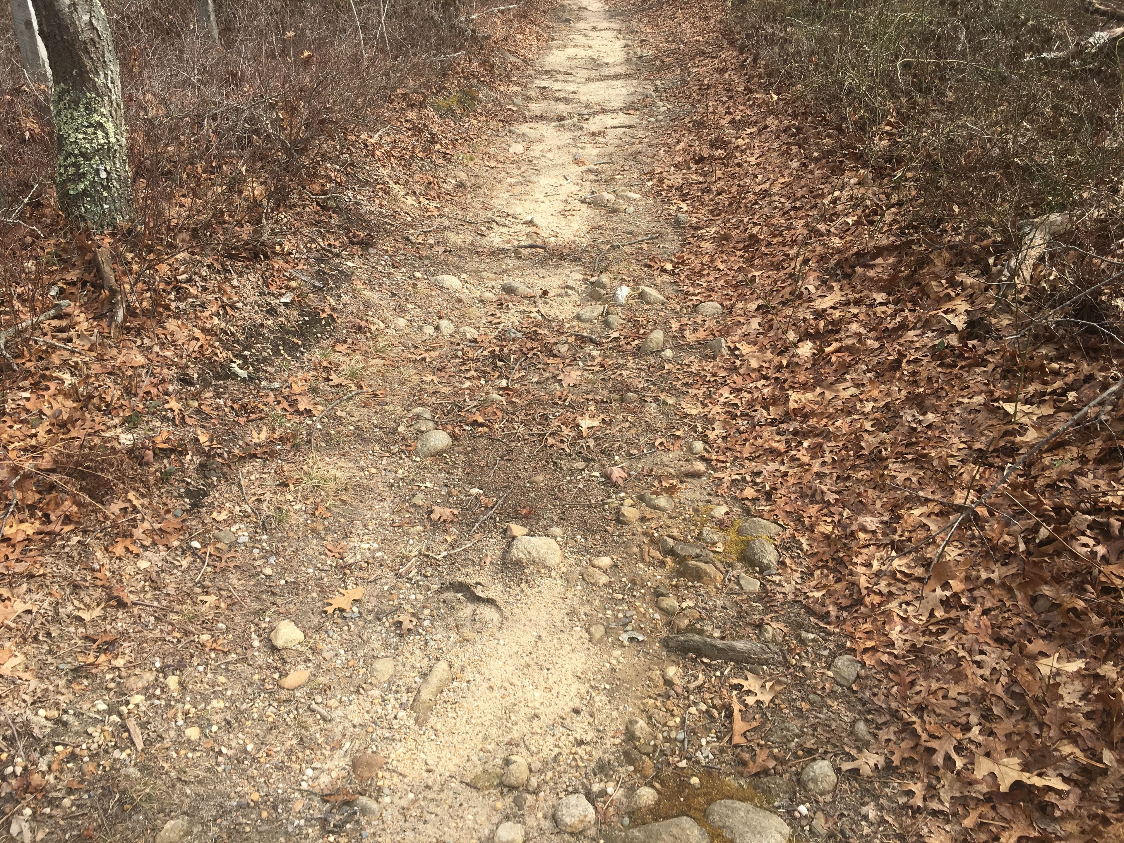 some rocks on trail