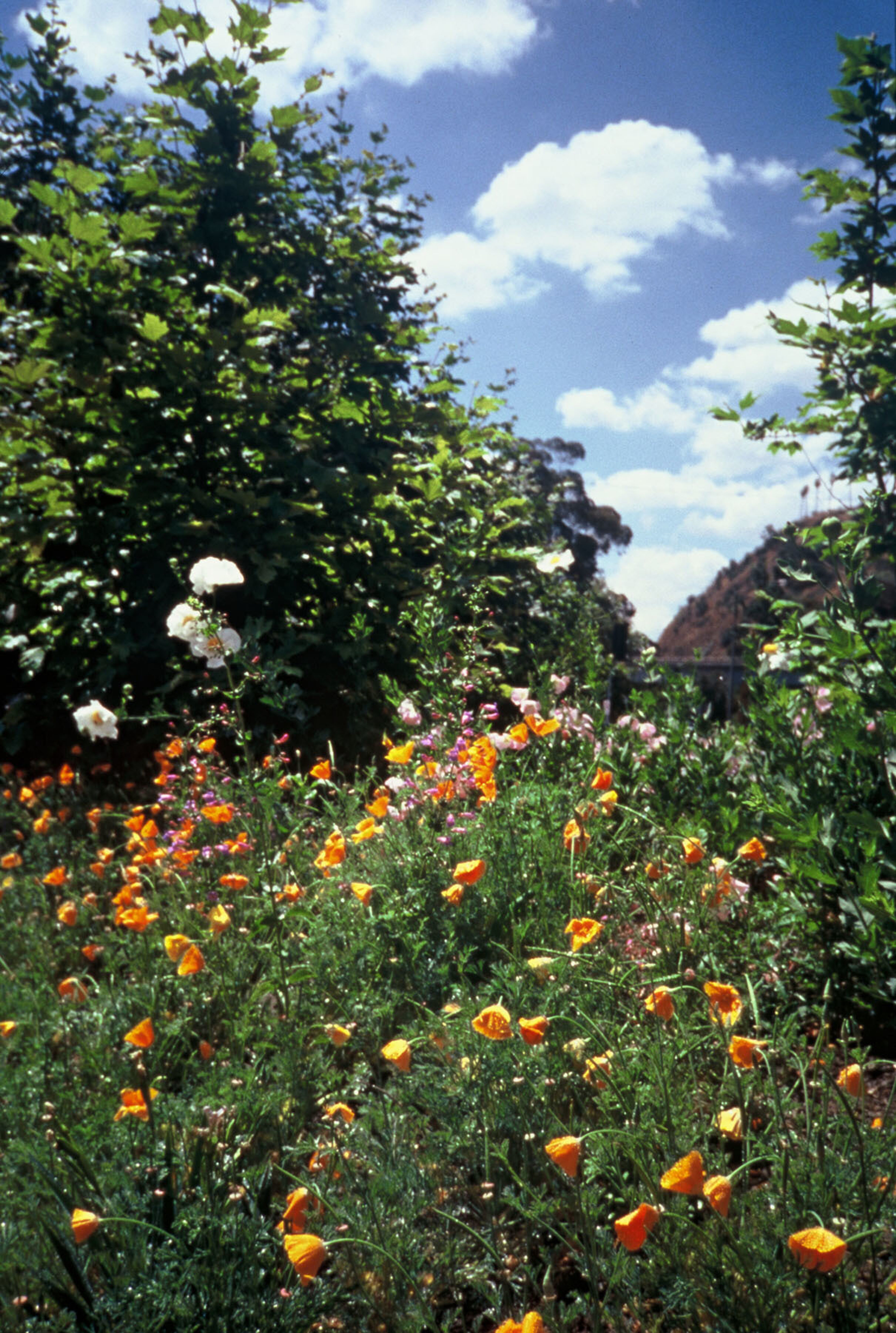 OsoPark-byLAriverJ.jpg