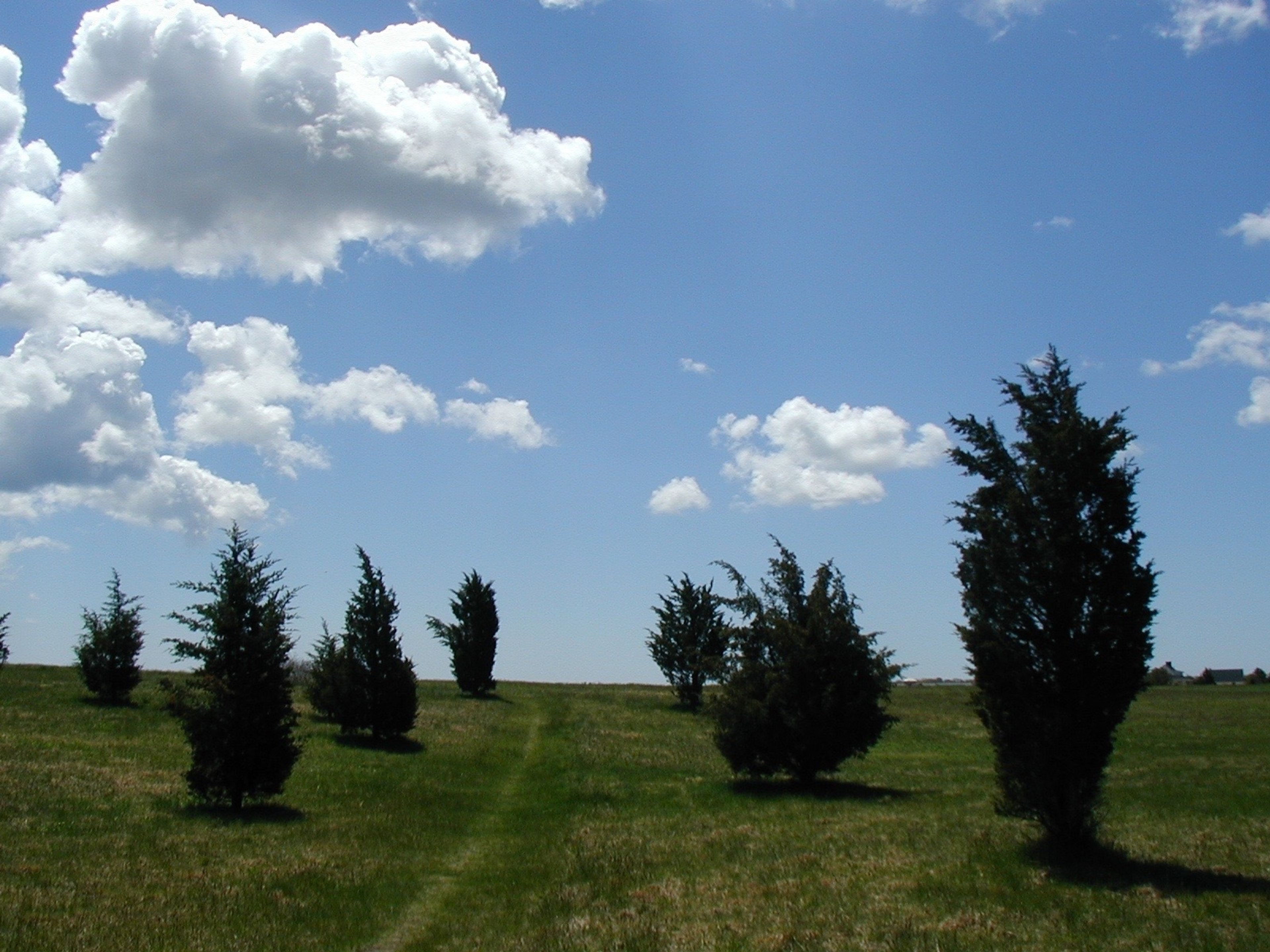 path into field