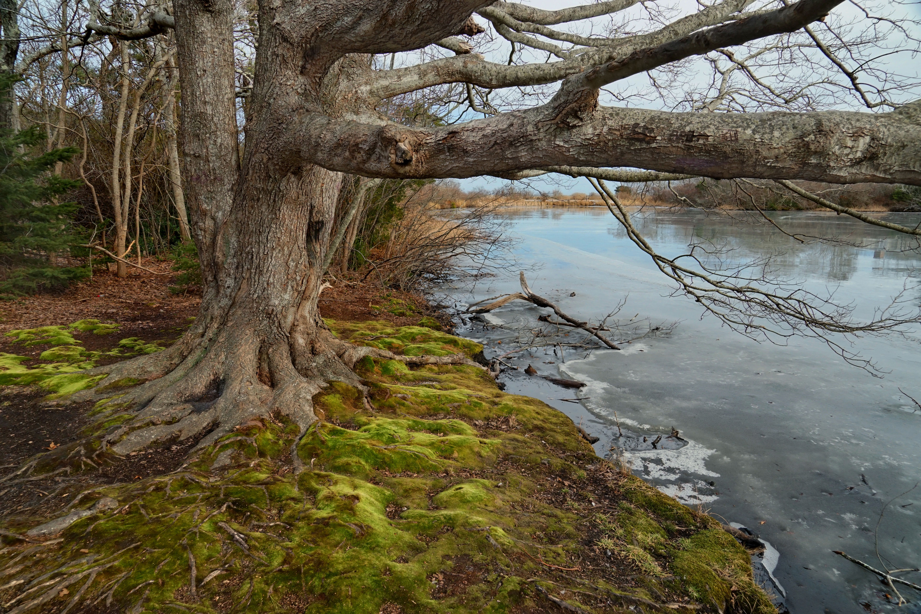 view from stone bench at Sheriff's Pond