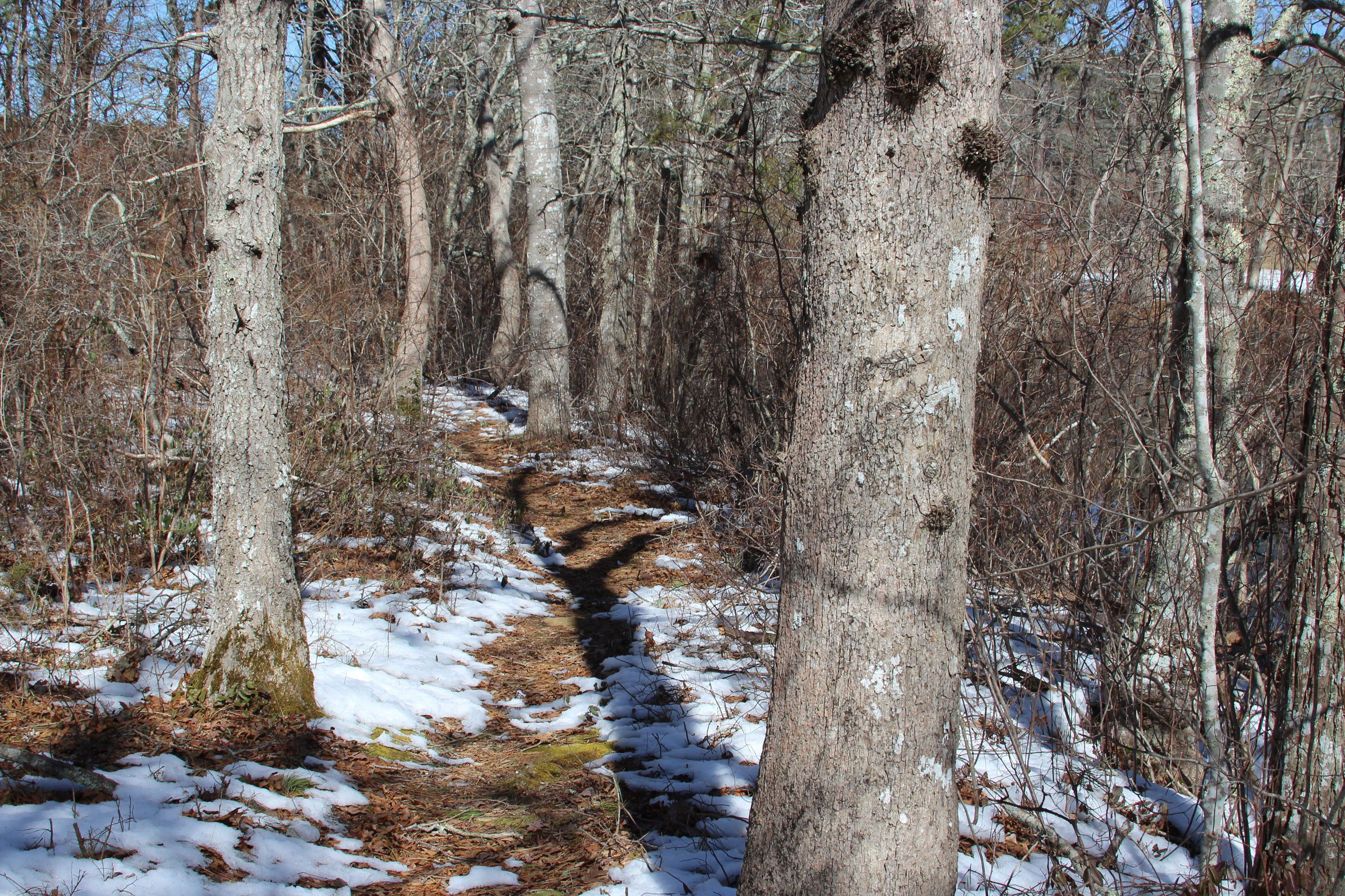 woods trail in winter