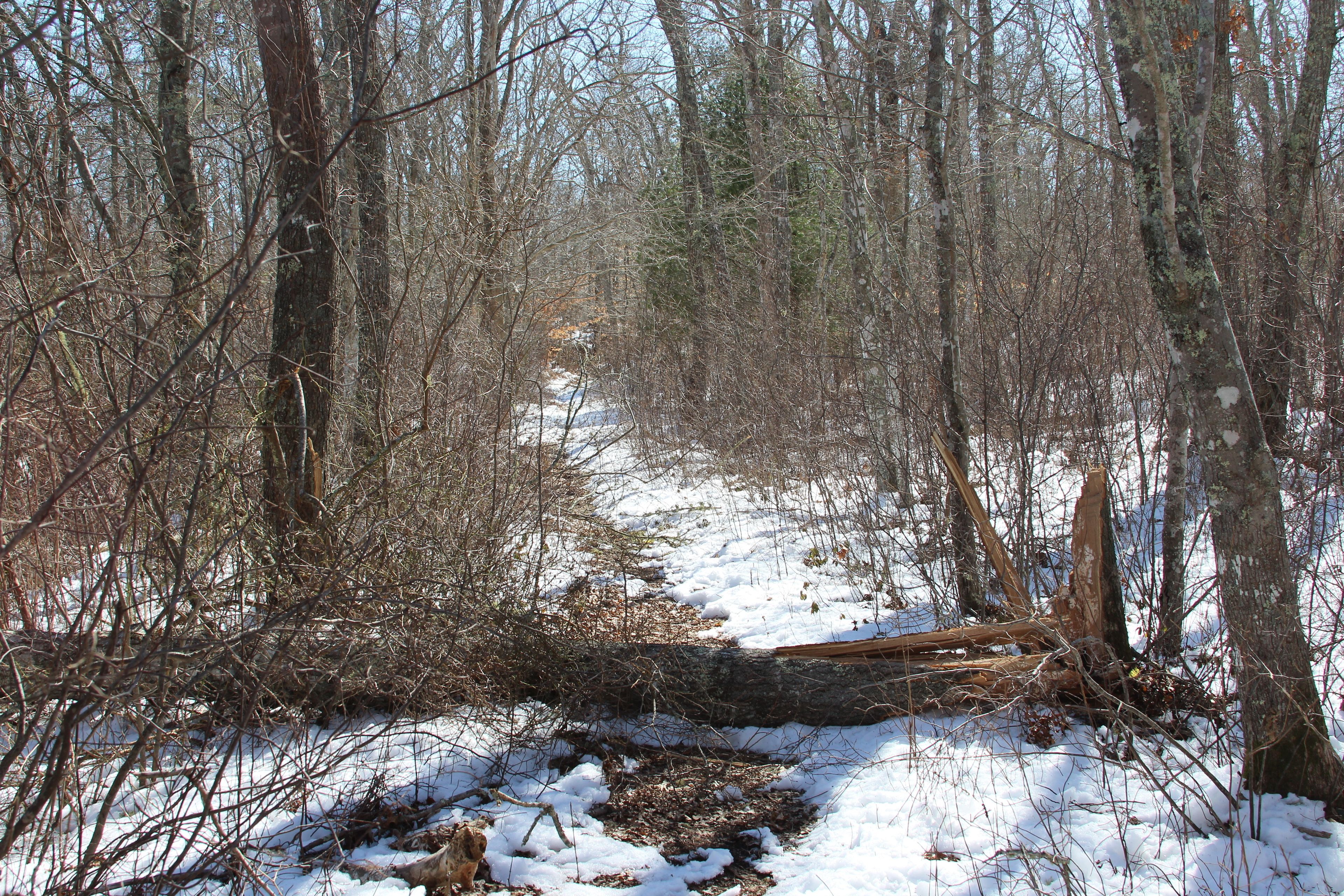 winter woods path