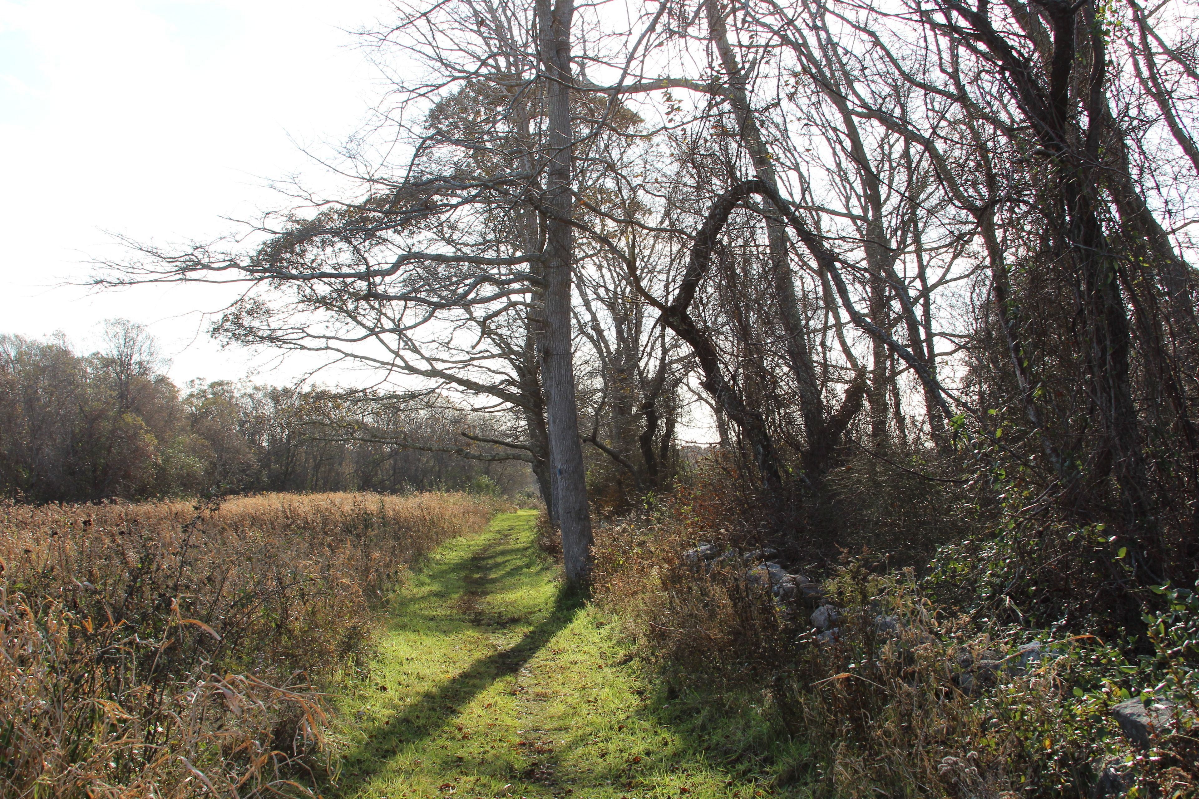 path along field