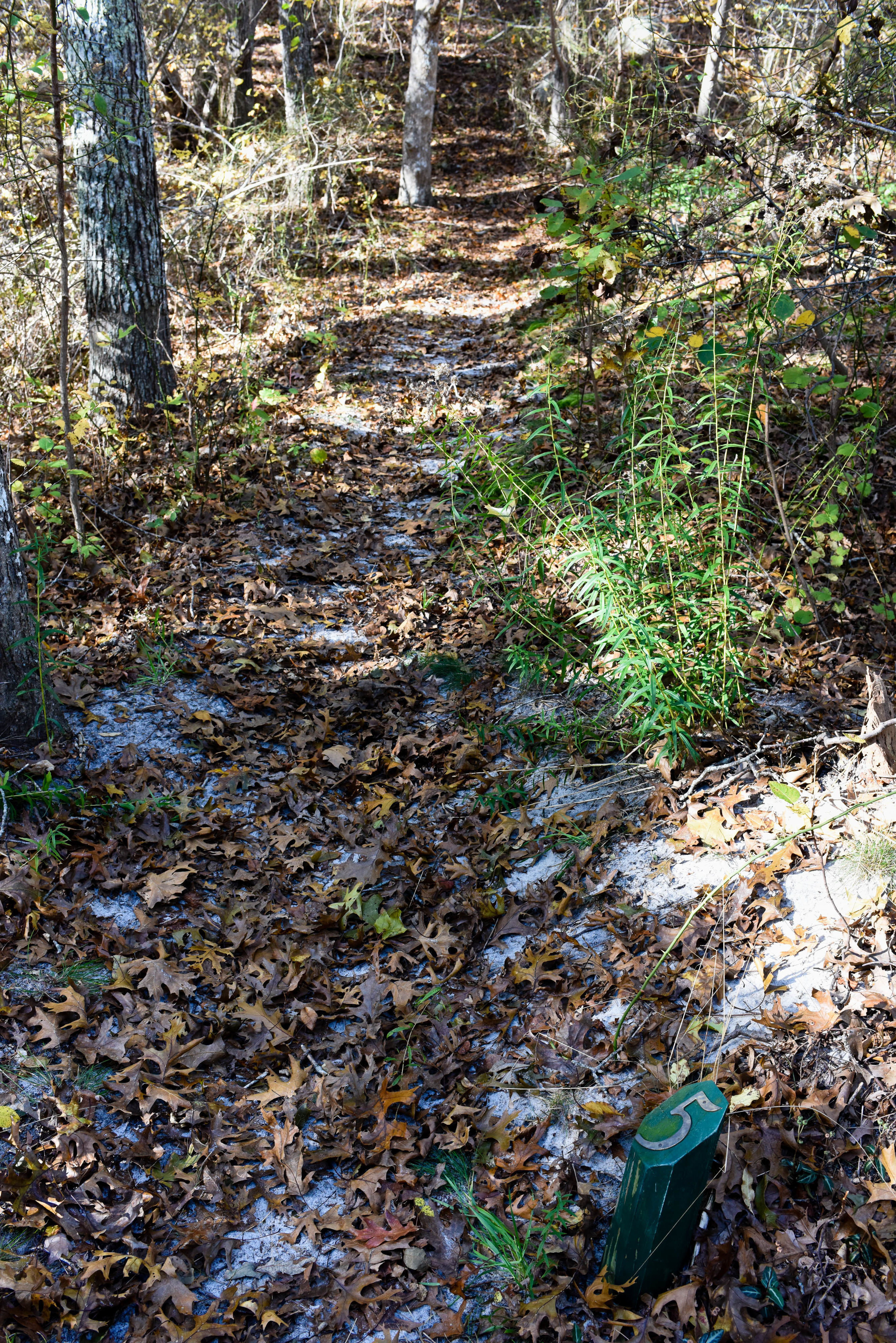 sandy trail through the woods