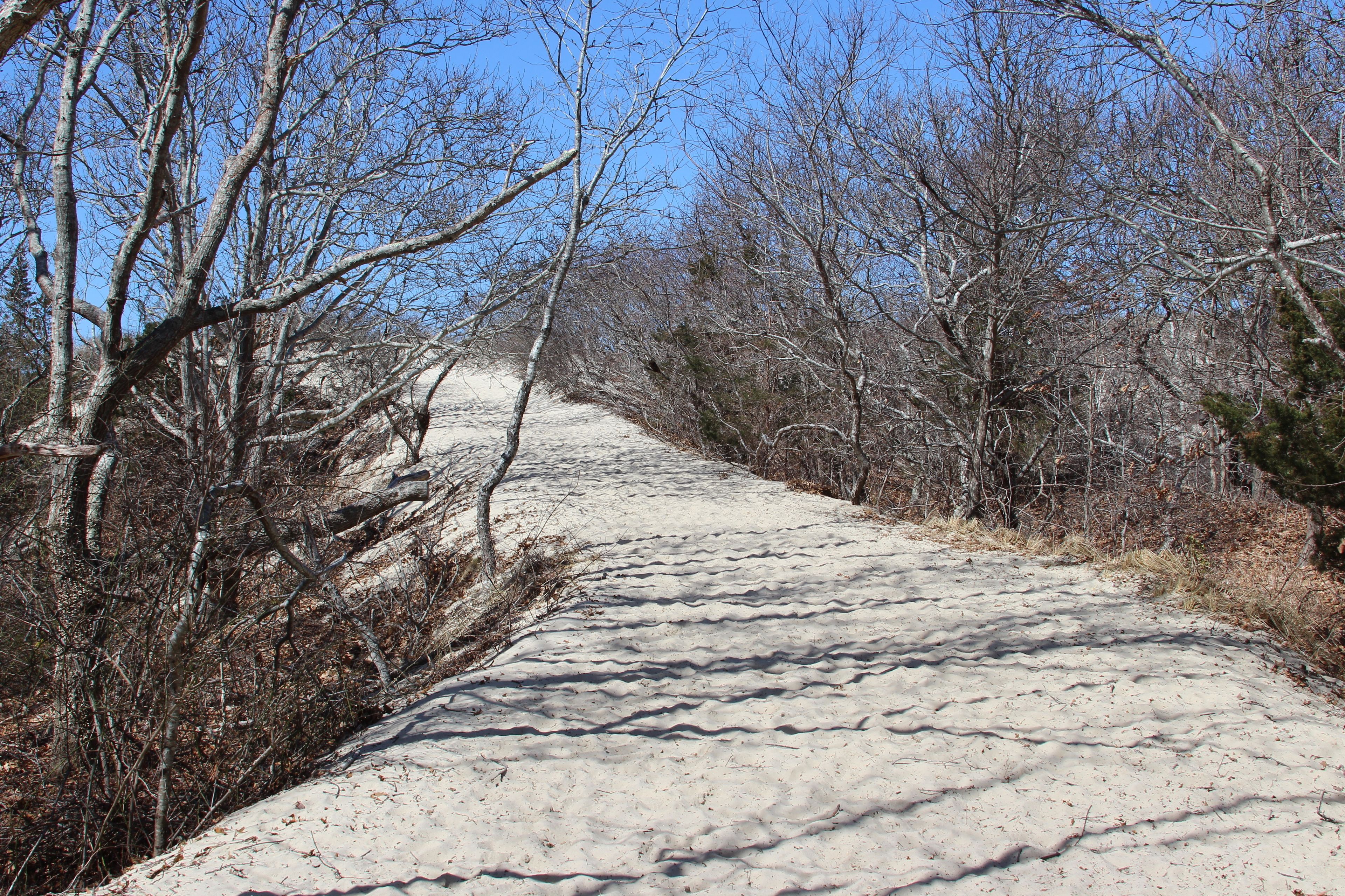 dune going up to beach