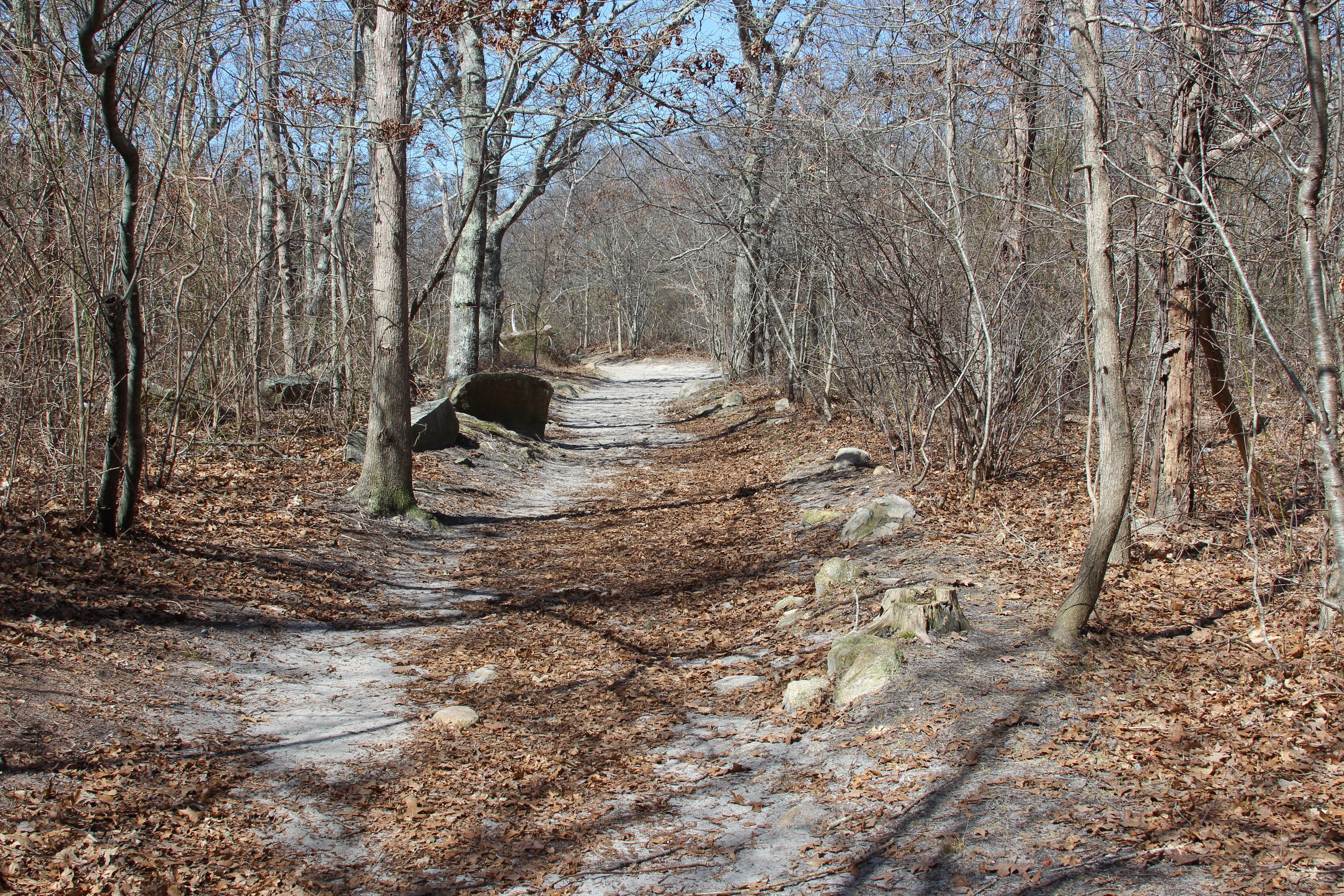 woods trail with rocks