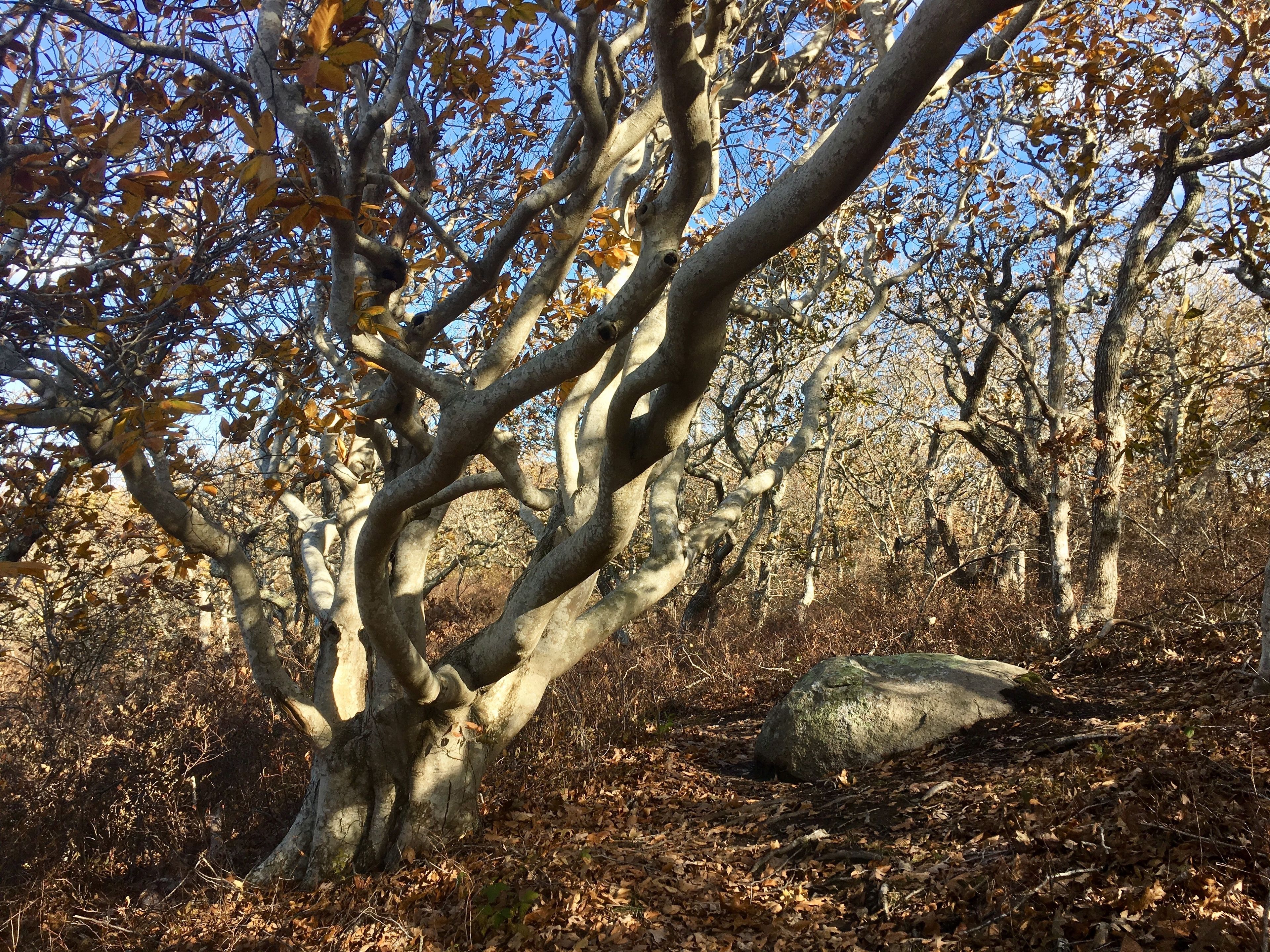 Beech tree