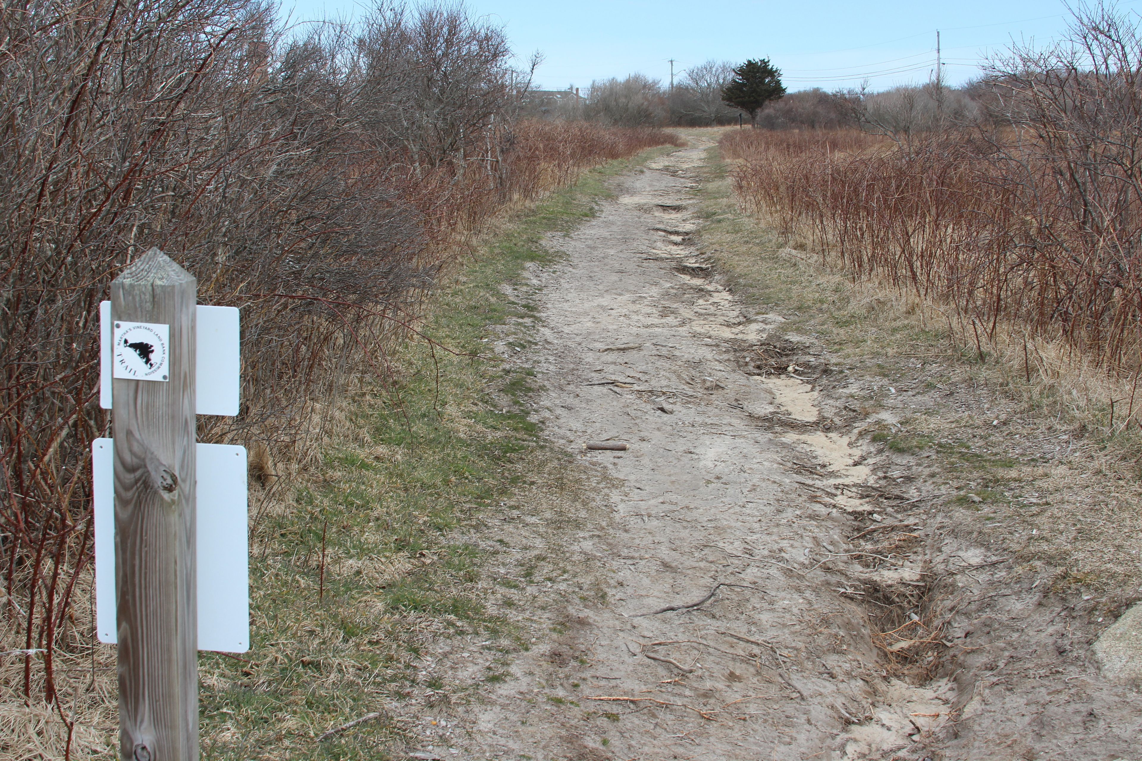 trail at intersection with Wallen Preston Shands property