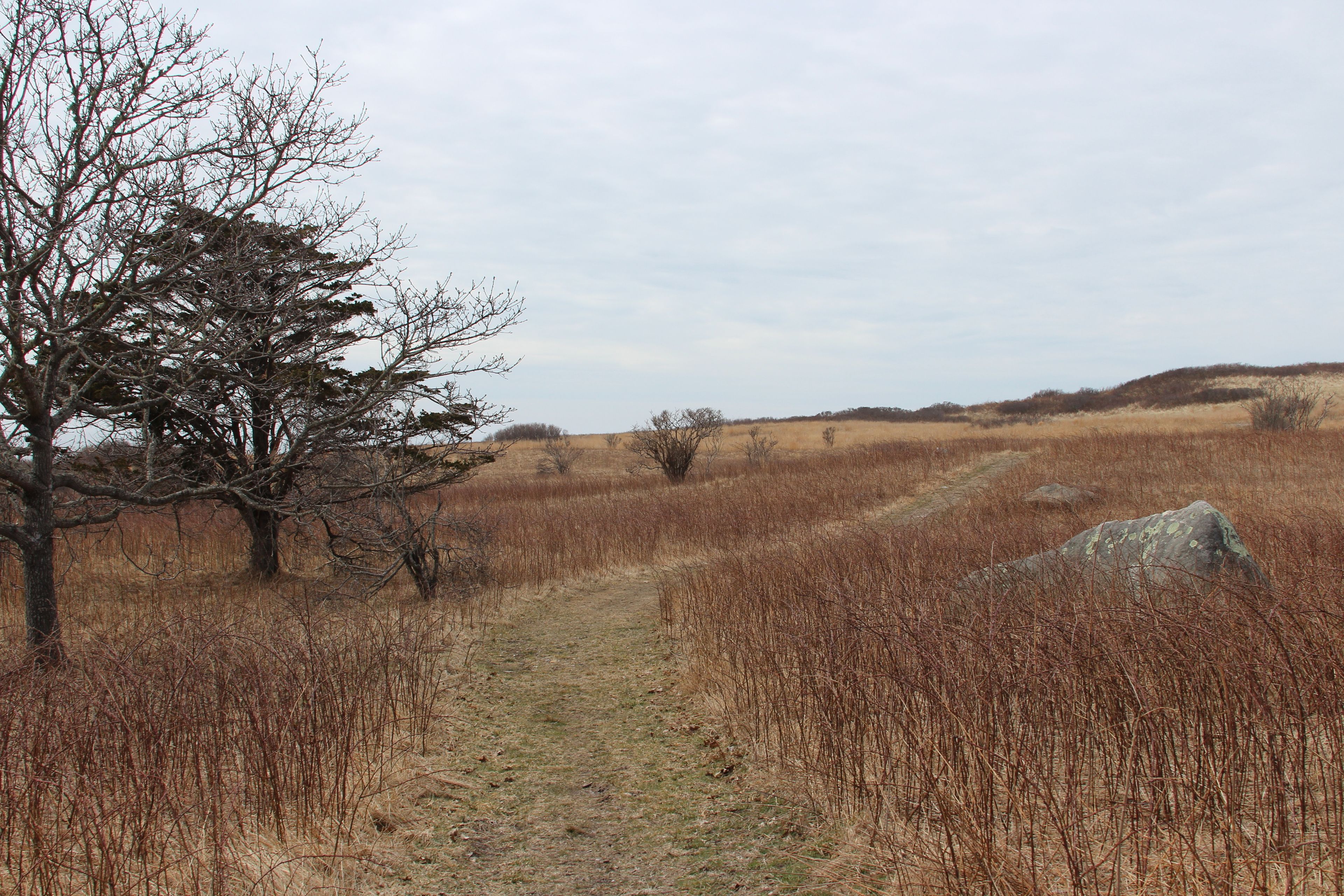 grassy path