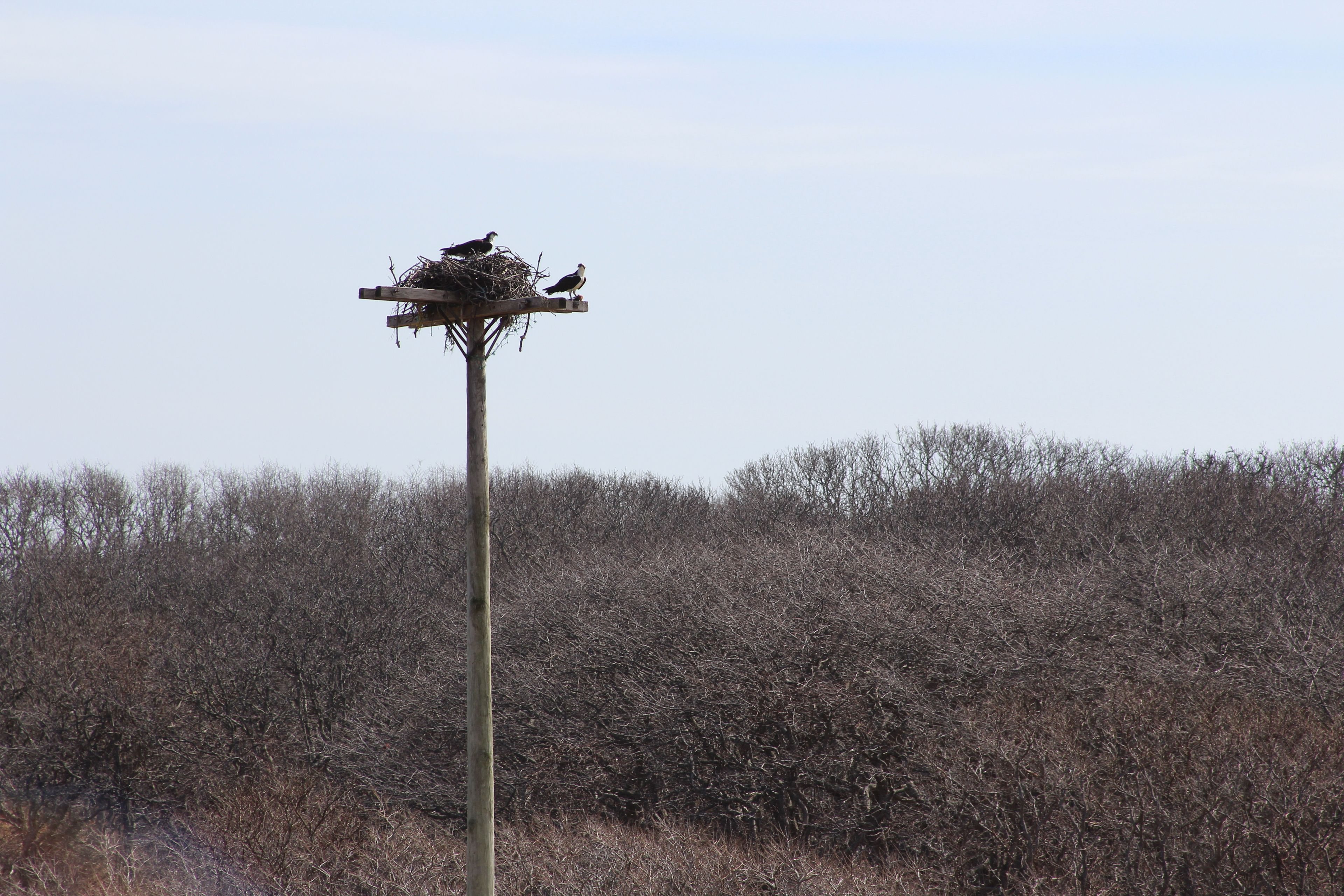 Osprey nest