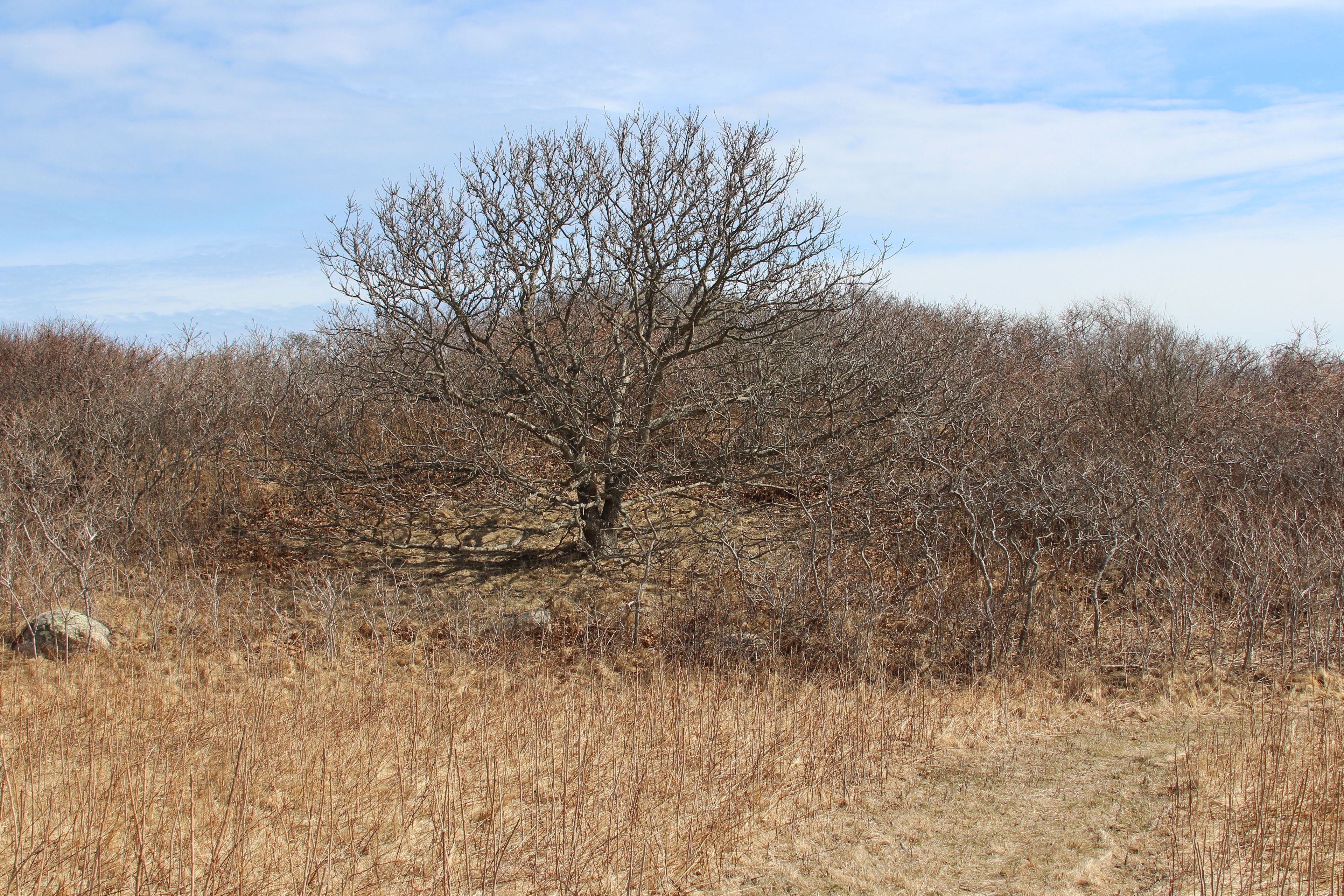 tree along the path