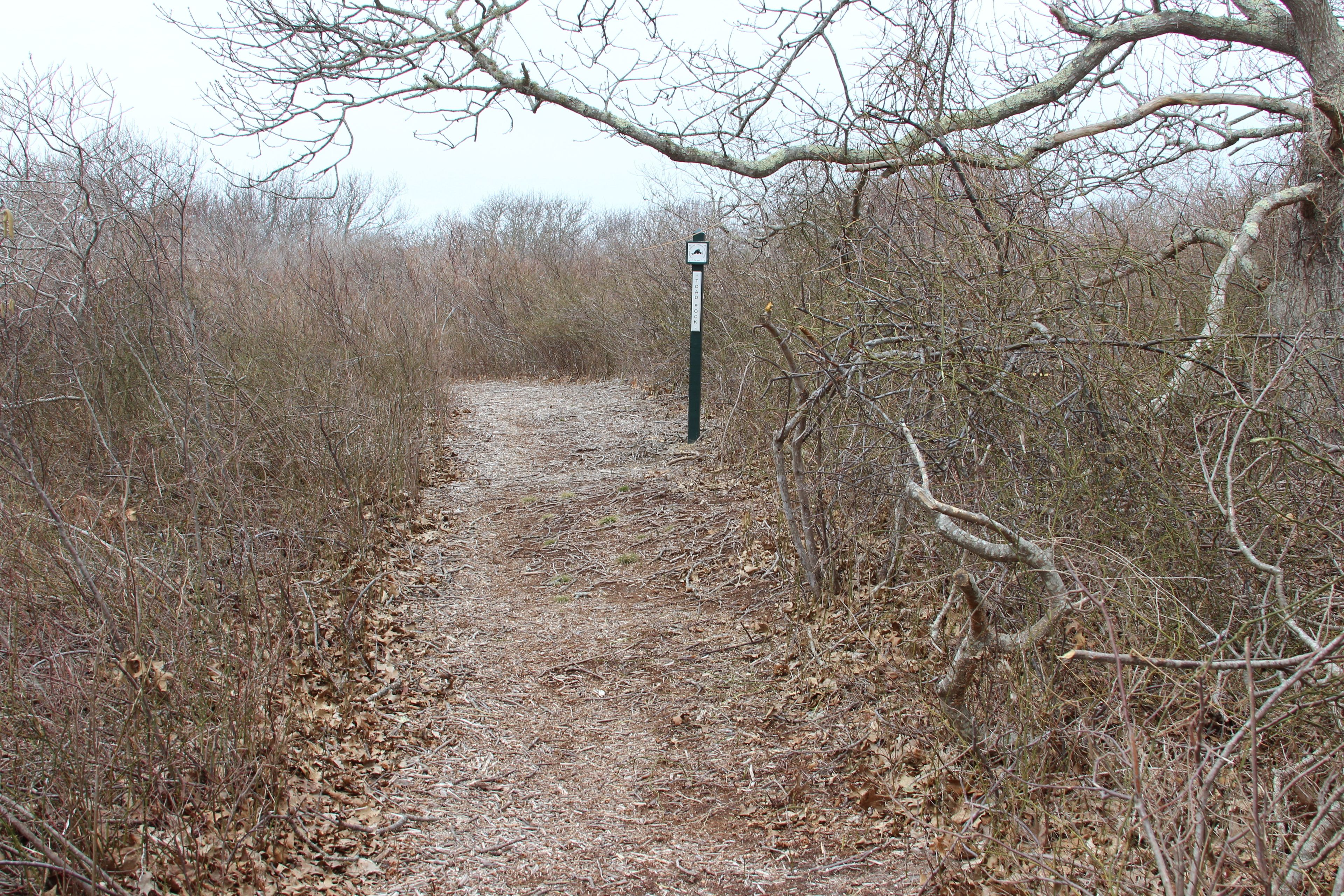 wood chip trail