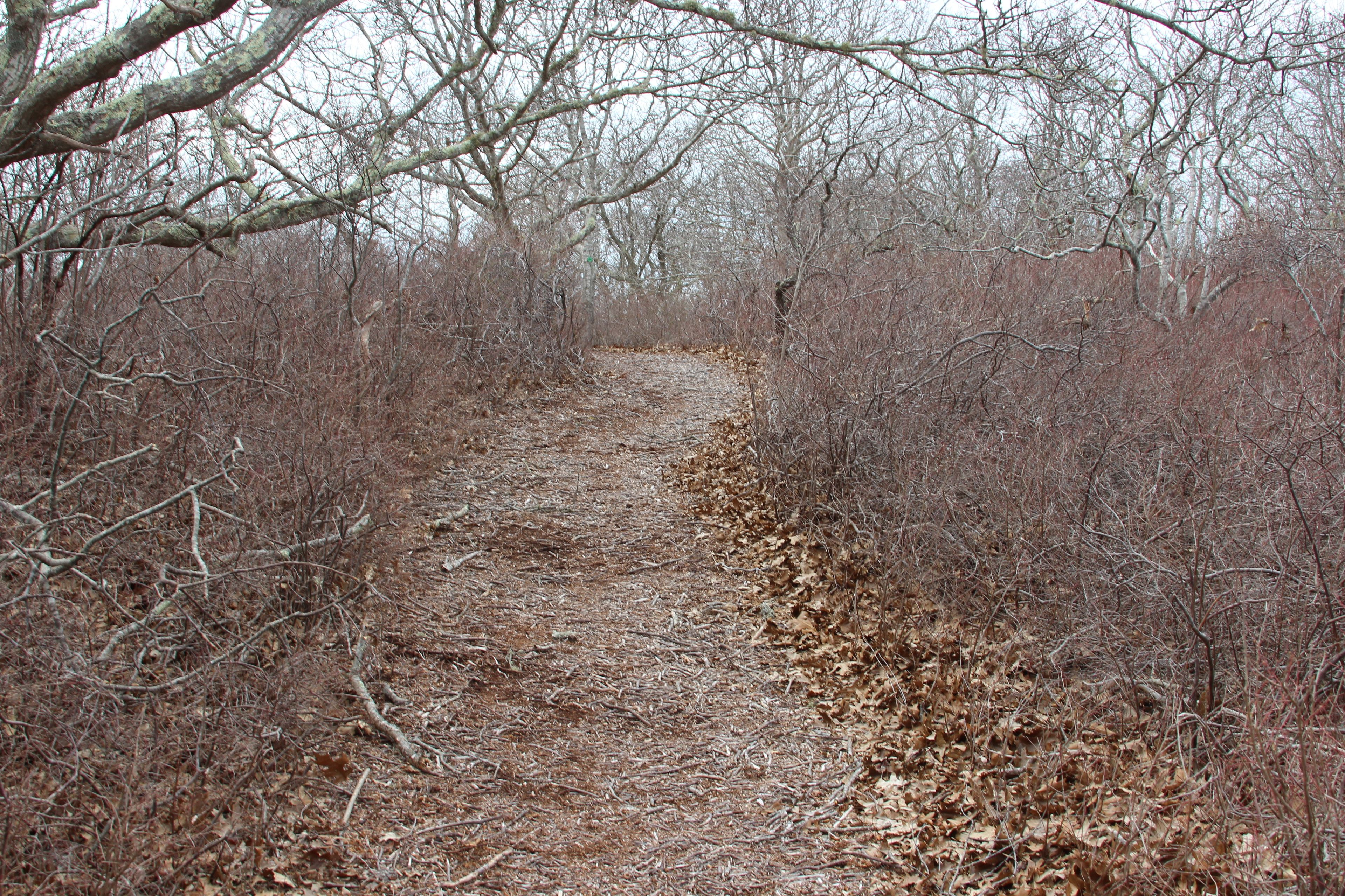 wood chip/brush cut trail