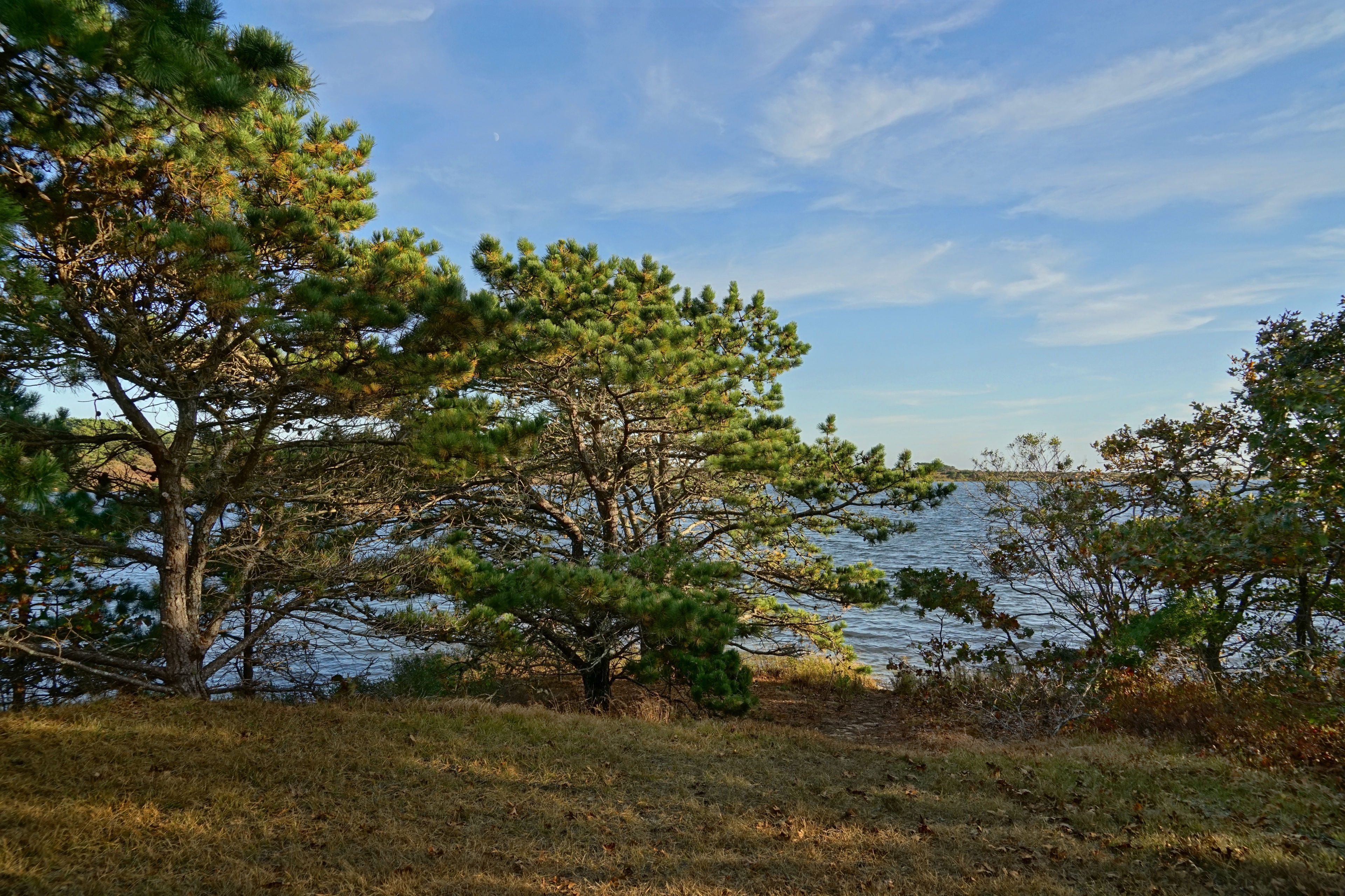 Long Cove through the trees