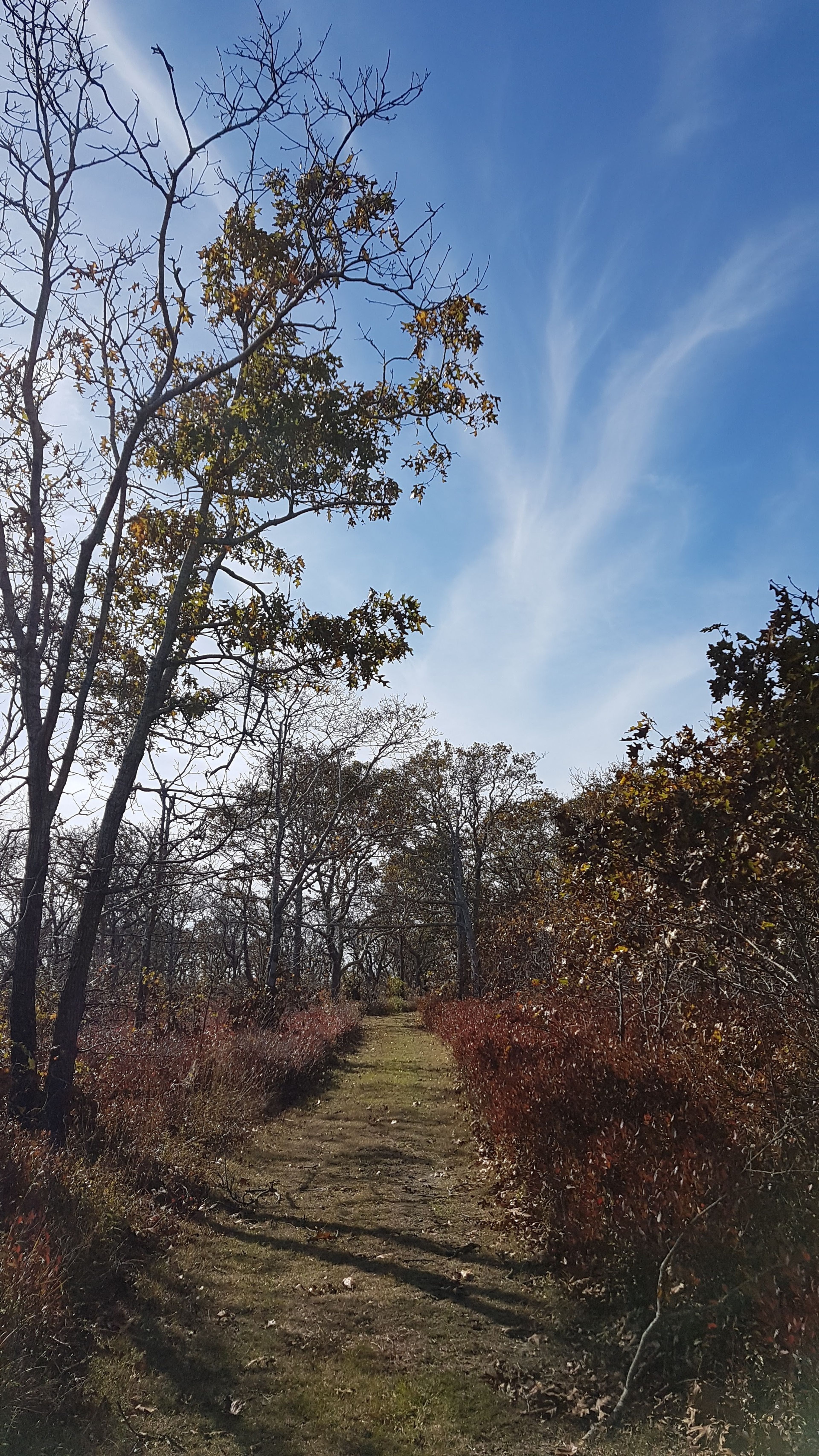 grassy trail