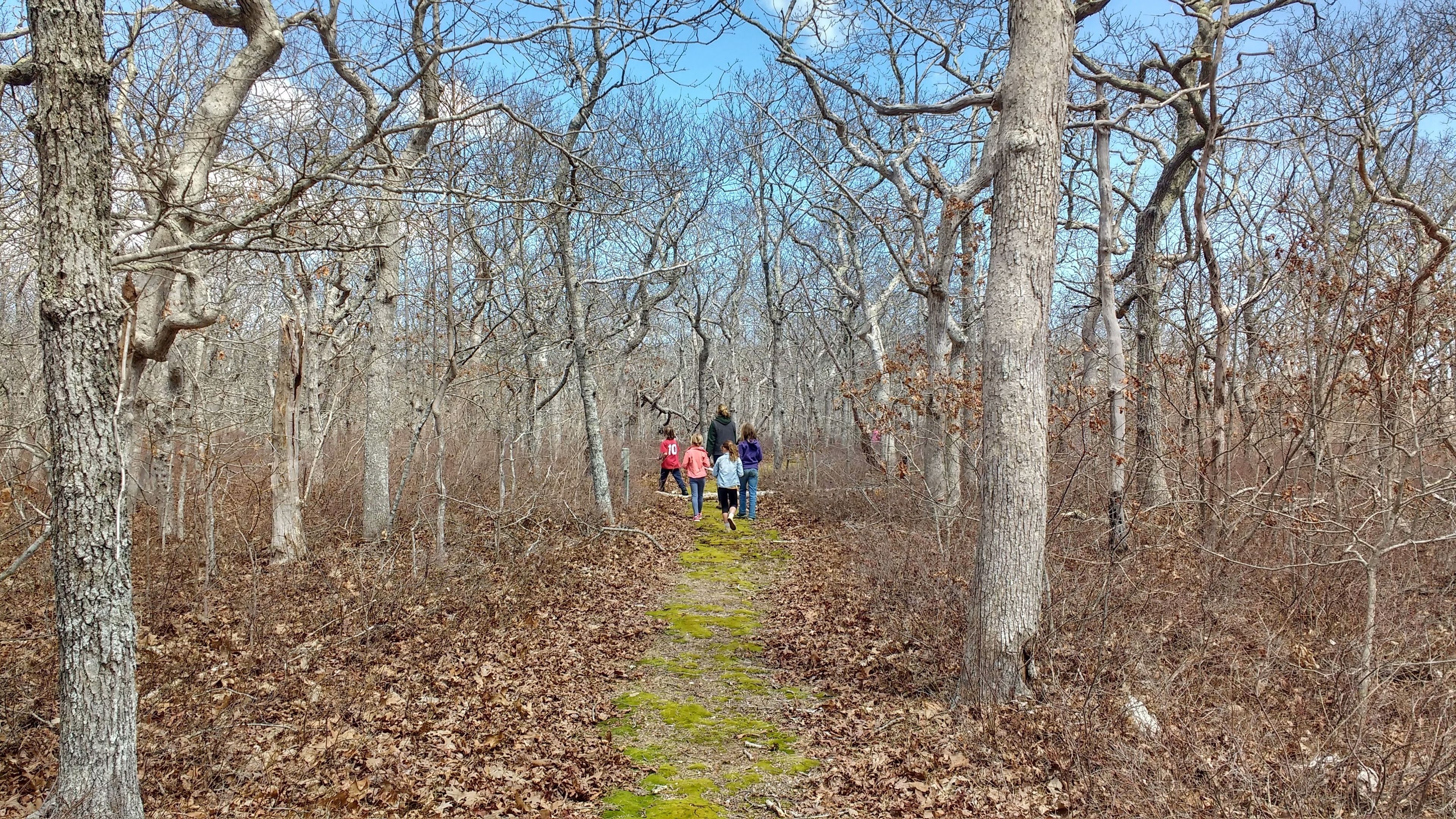 woods trail