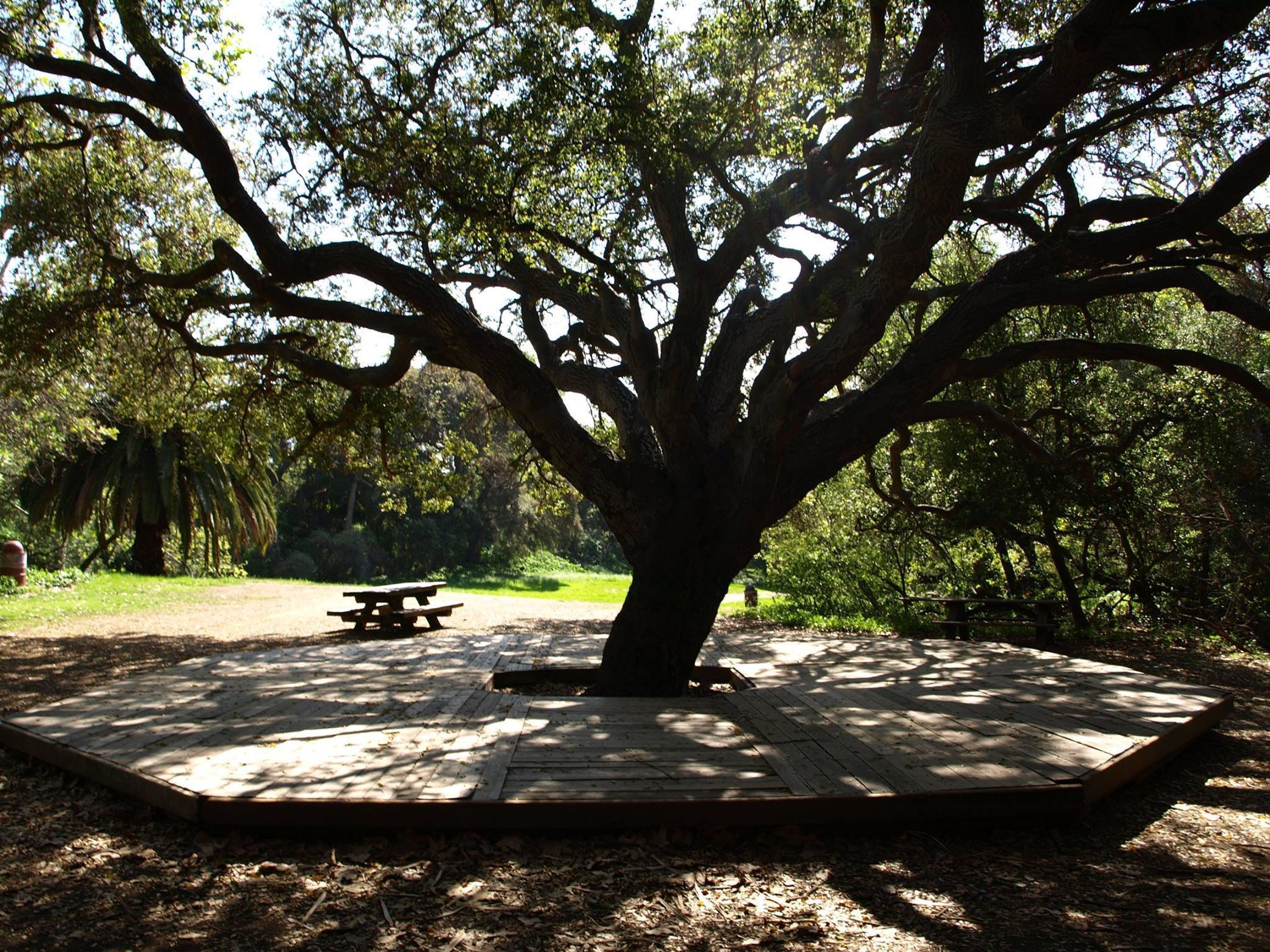 Temescal_Oak_Tree.jpg