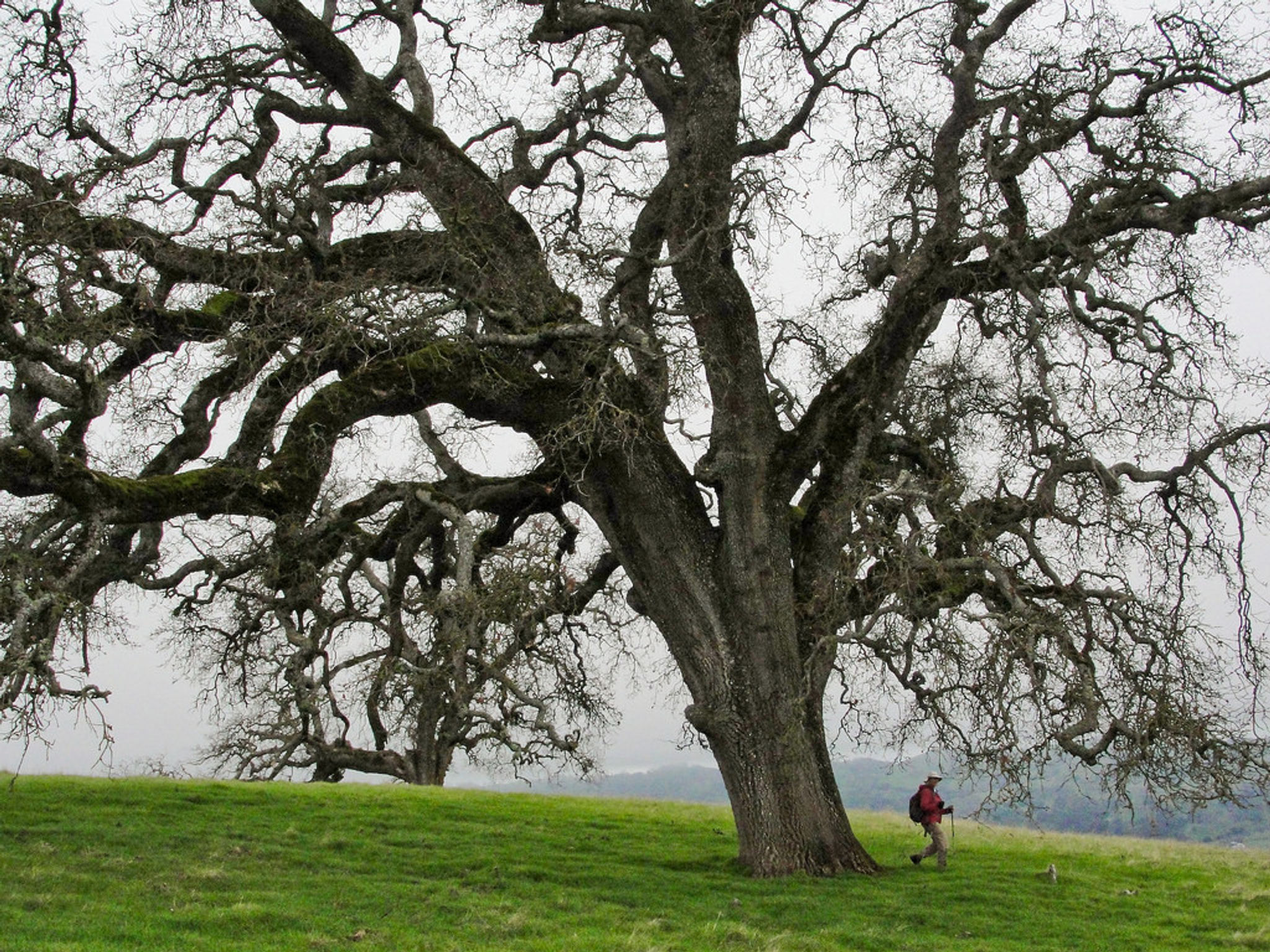 Valley oak (Quercus lobata) on Joseph D Grant County Park Canada de Pala Trail