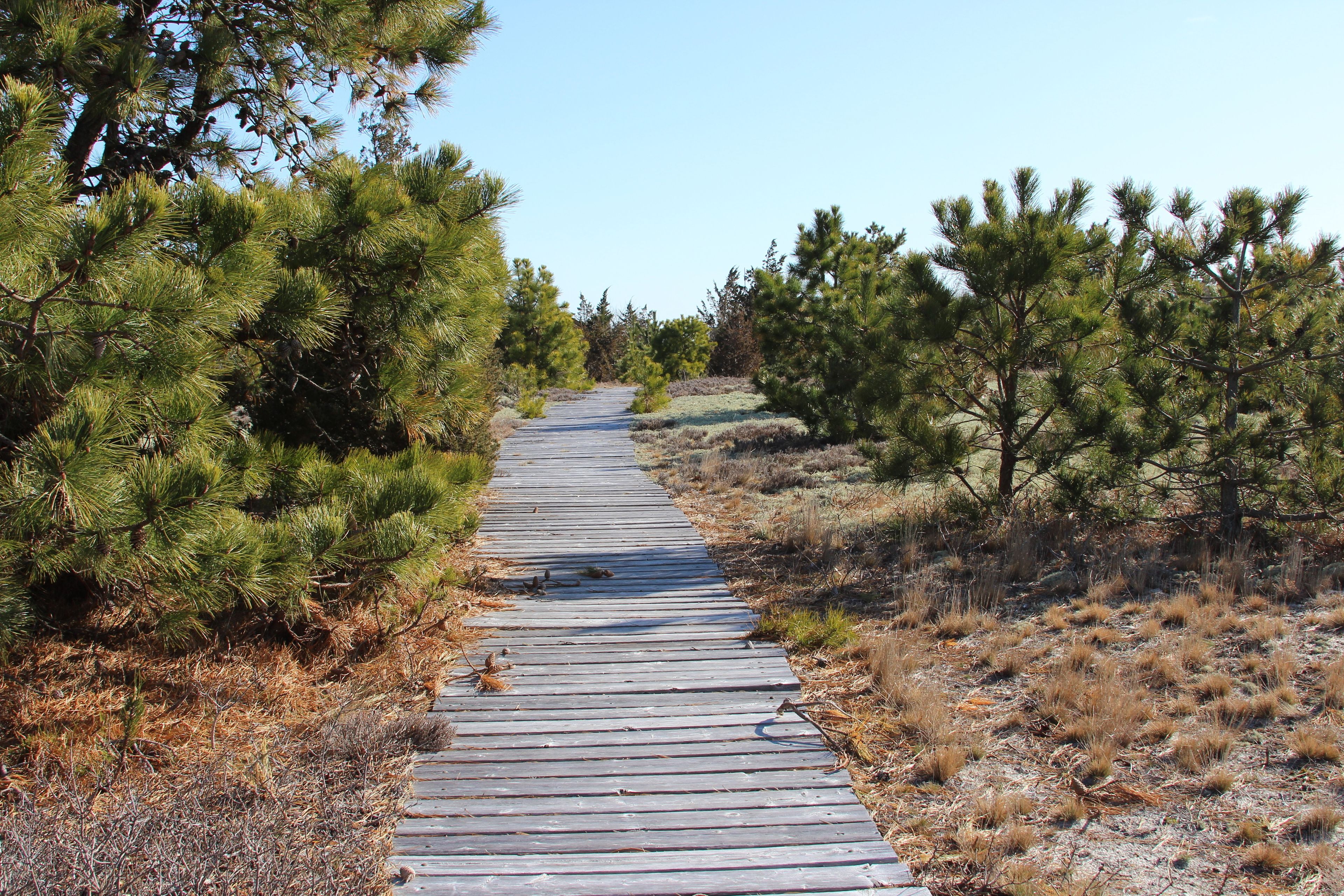 boardwalk 