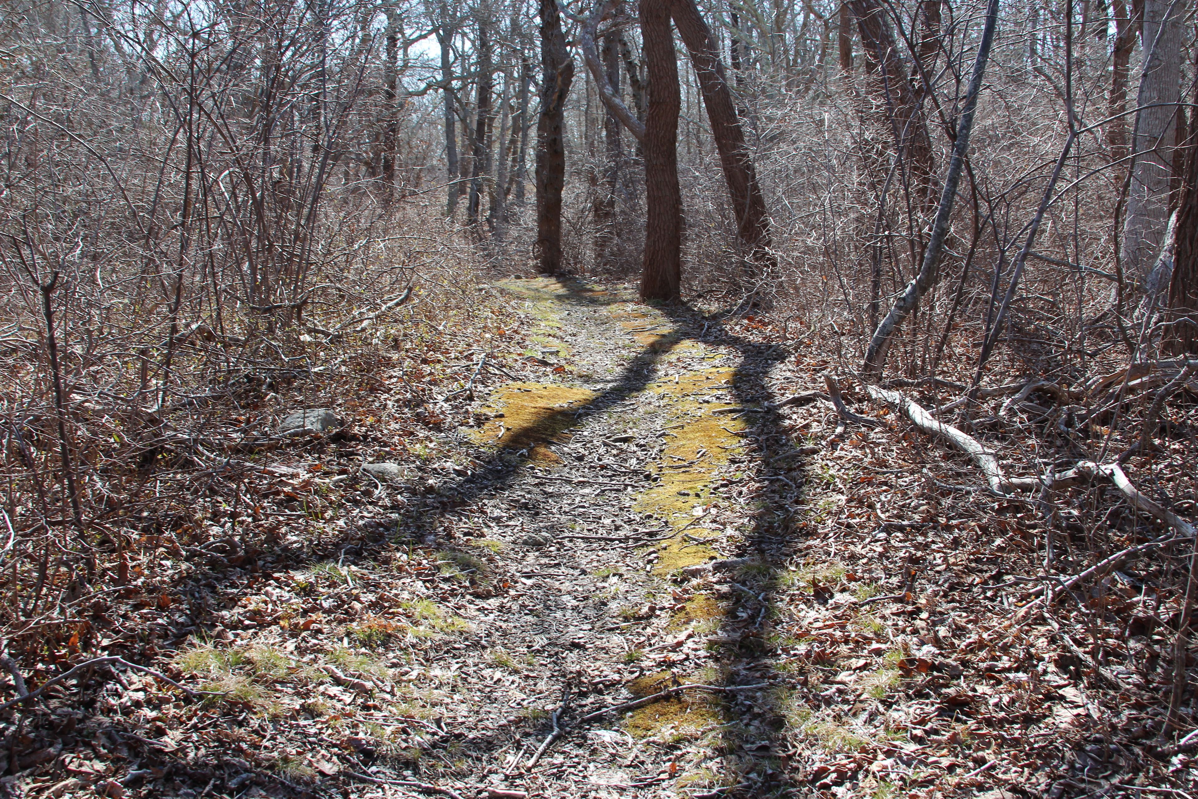 woods trail