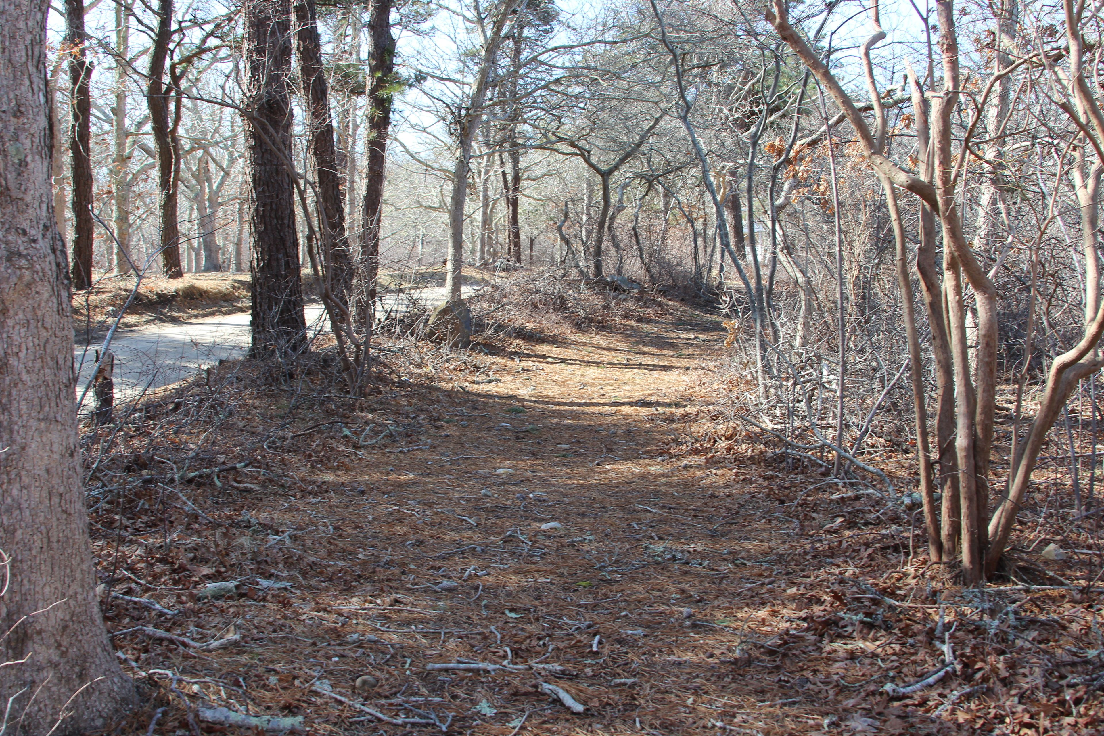 trail near beginning of North Neck Road