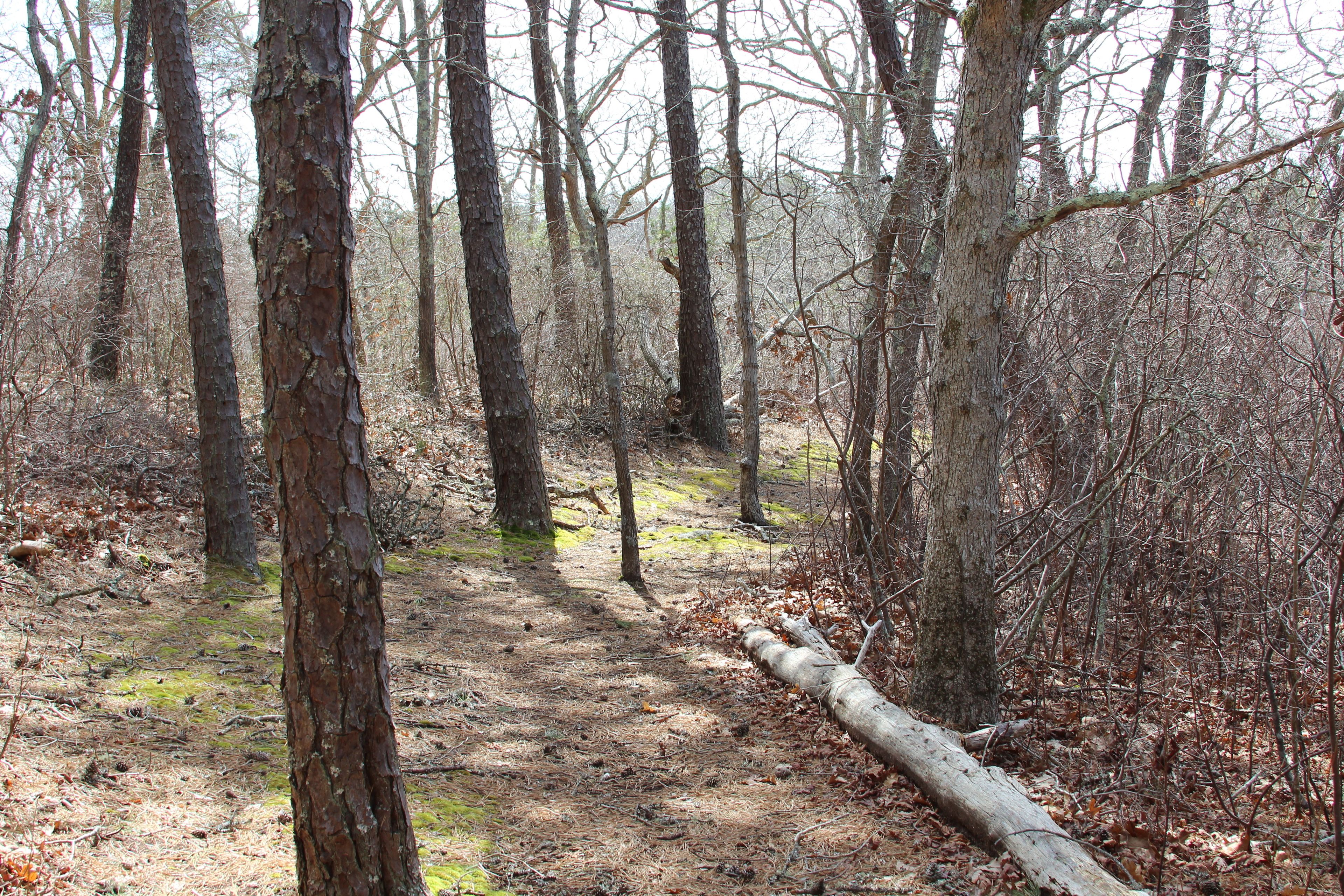 mossy trail through woods