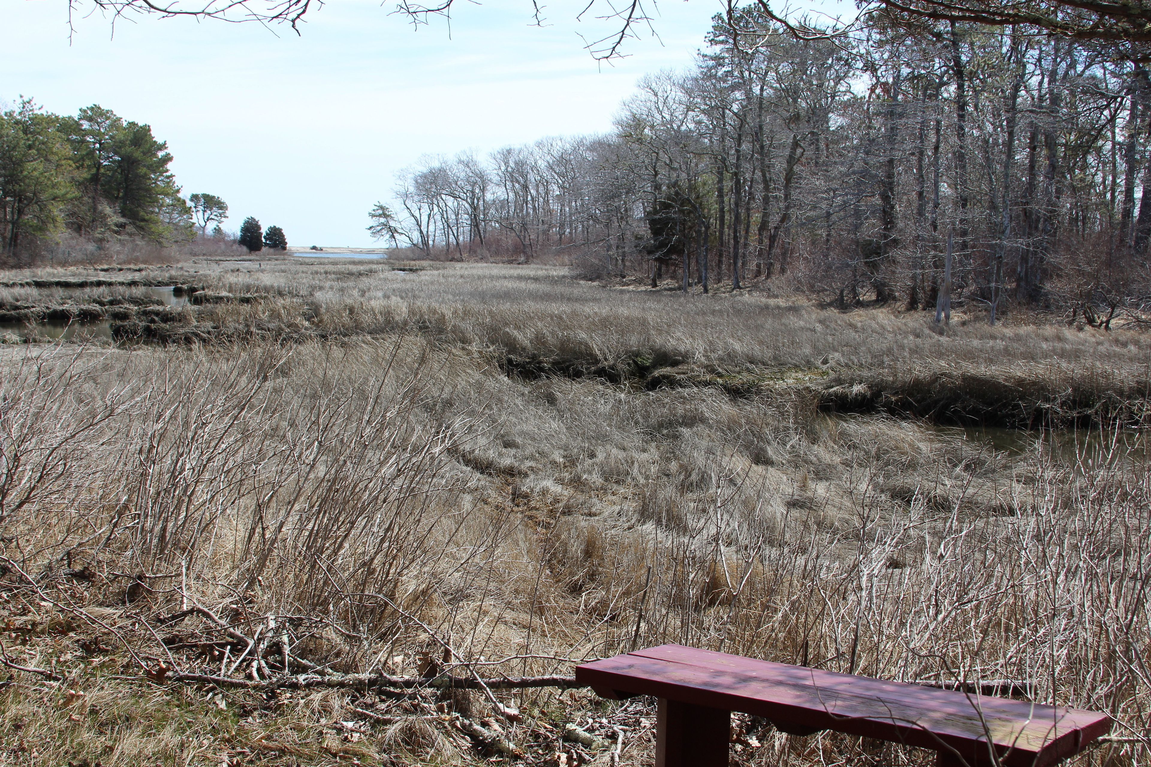 bench at salt marsh