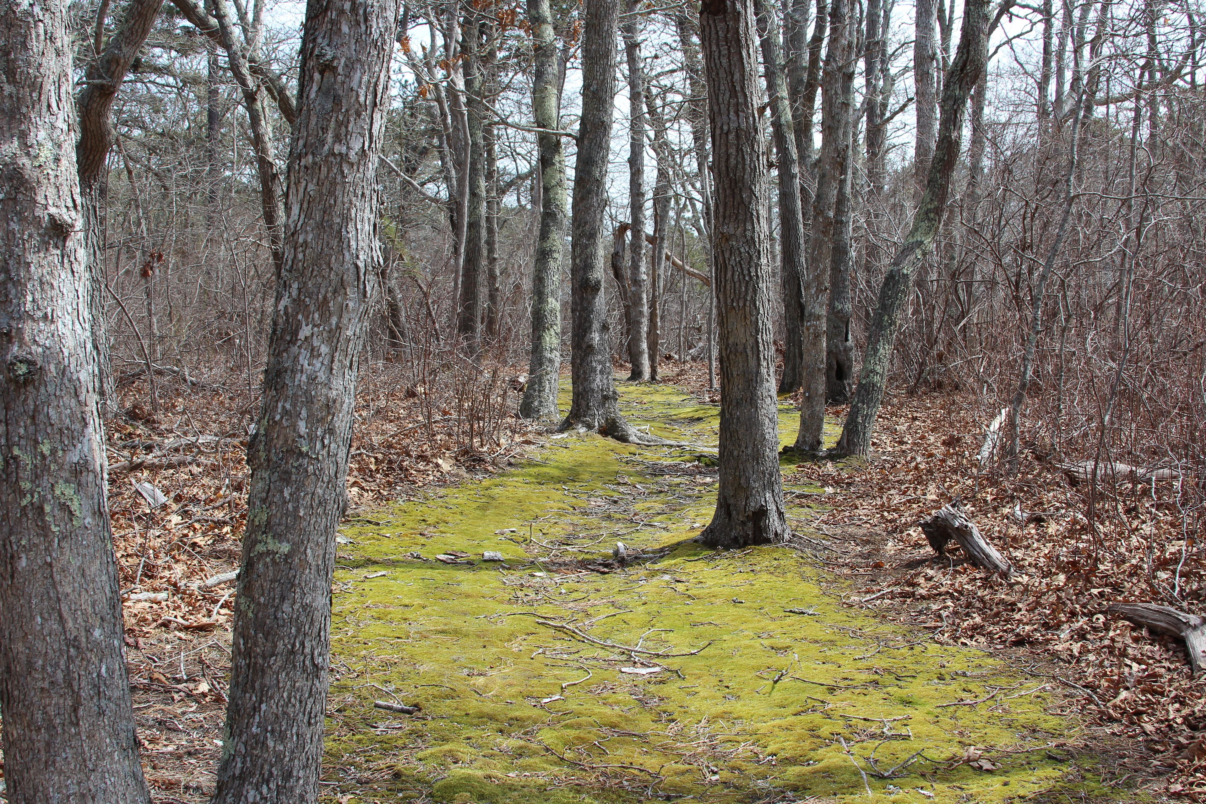 mossy trail