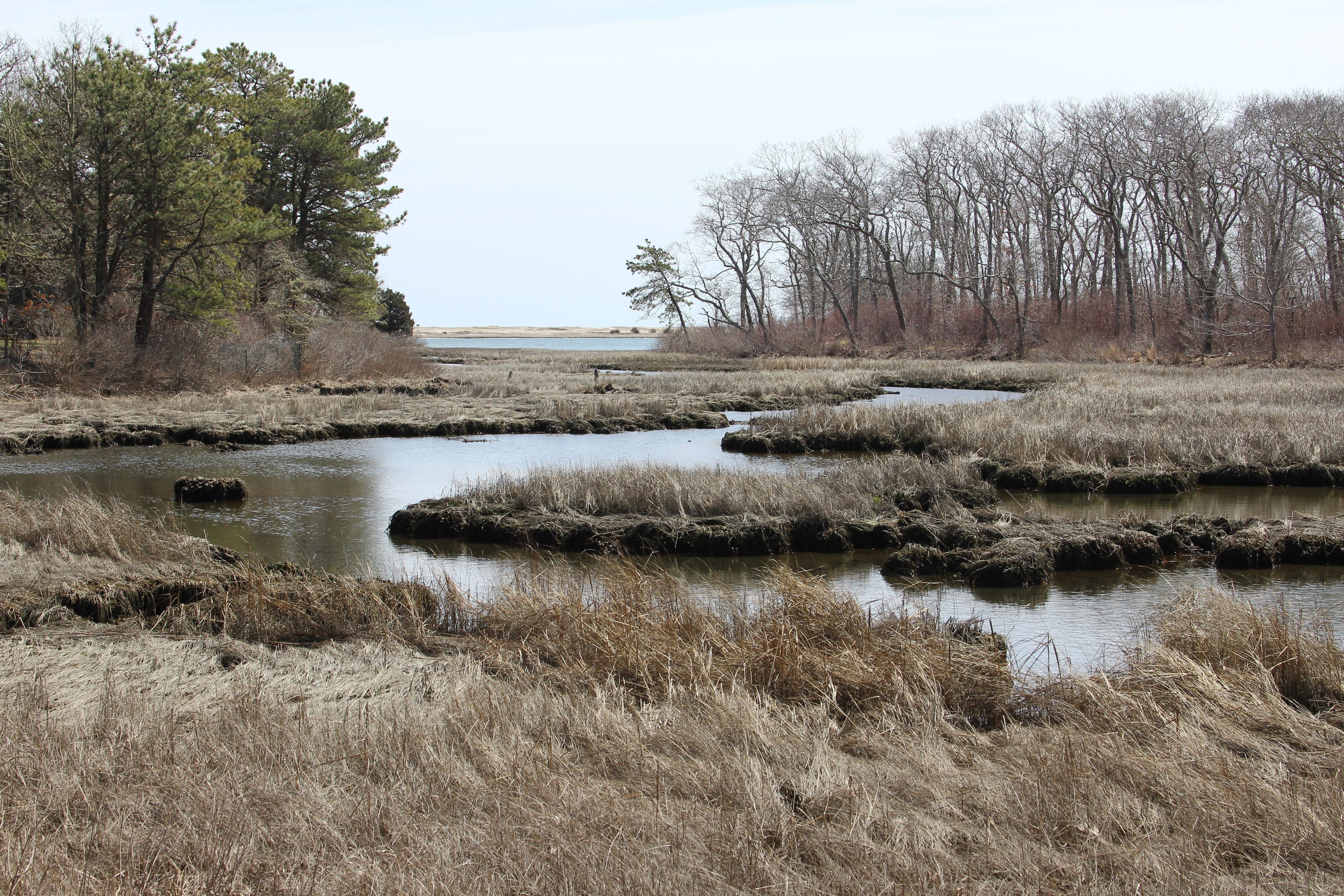 salt marsh and beyond