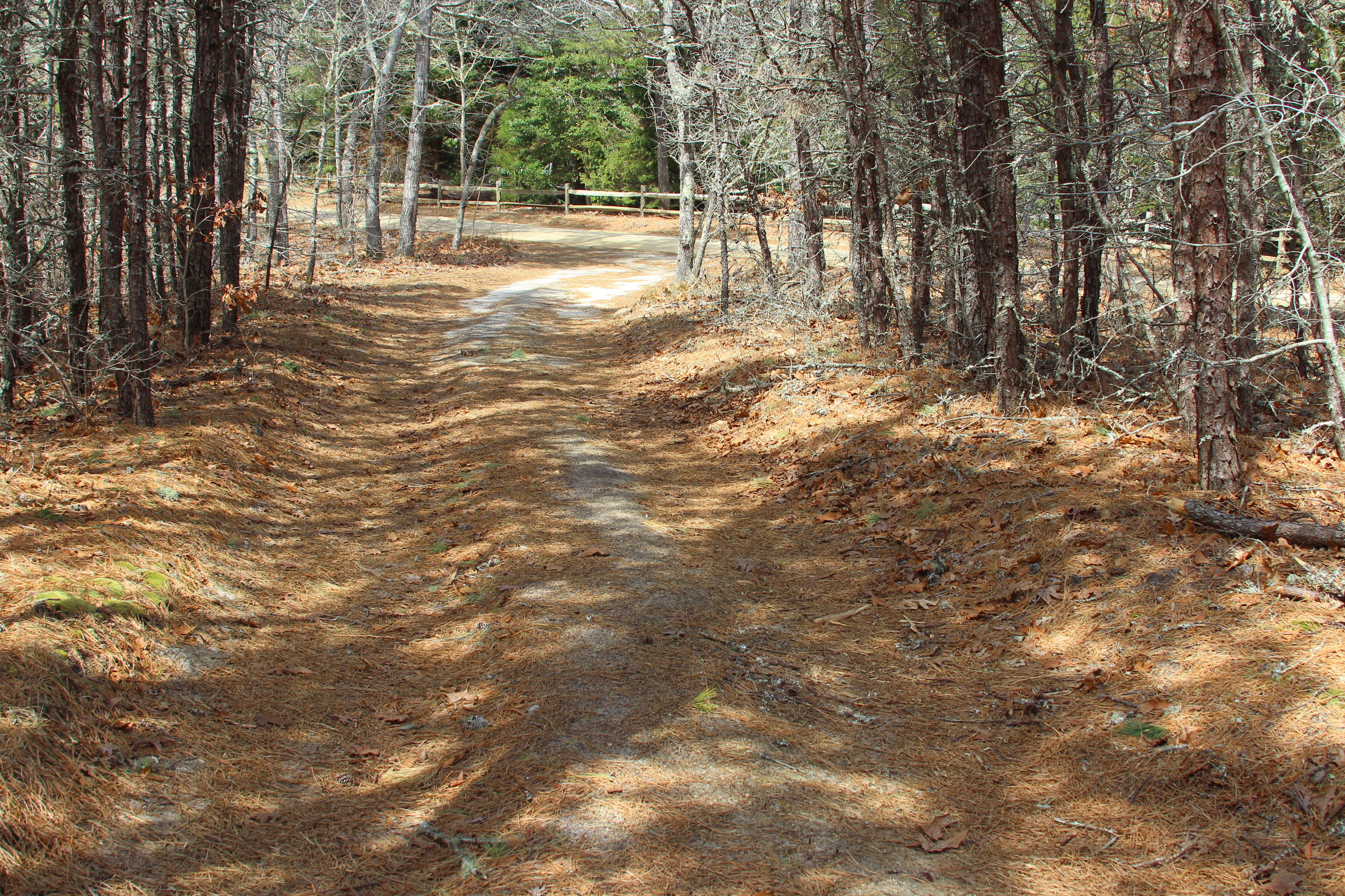 Road- end of loop trail