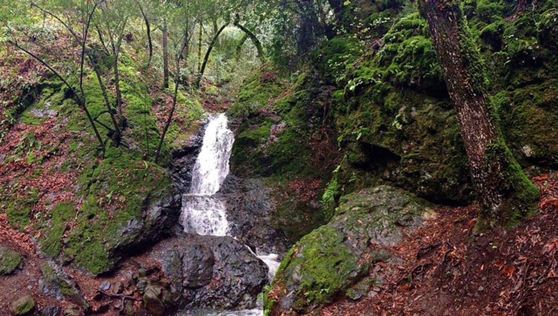 Uvas Canyon County Park waterfall