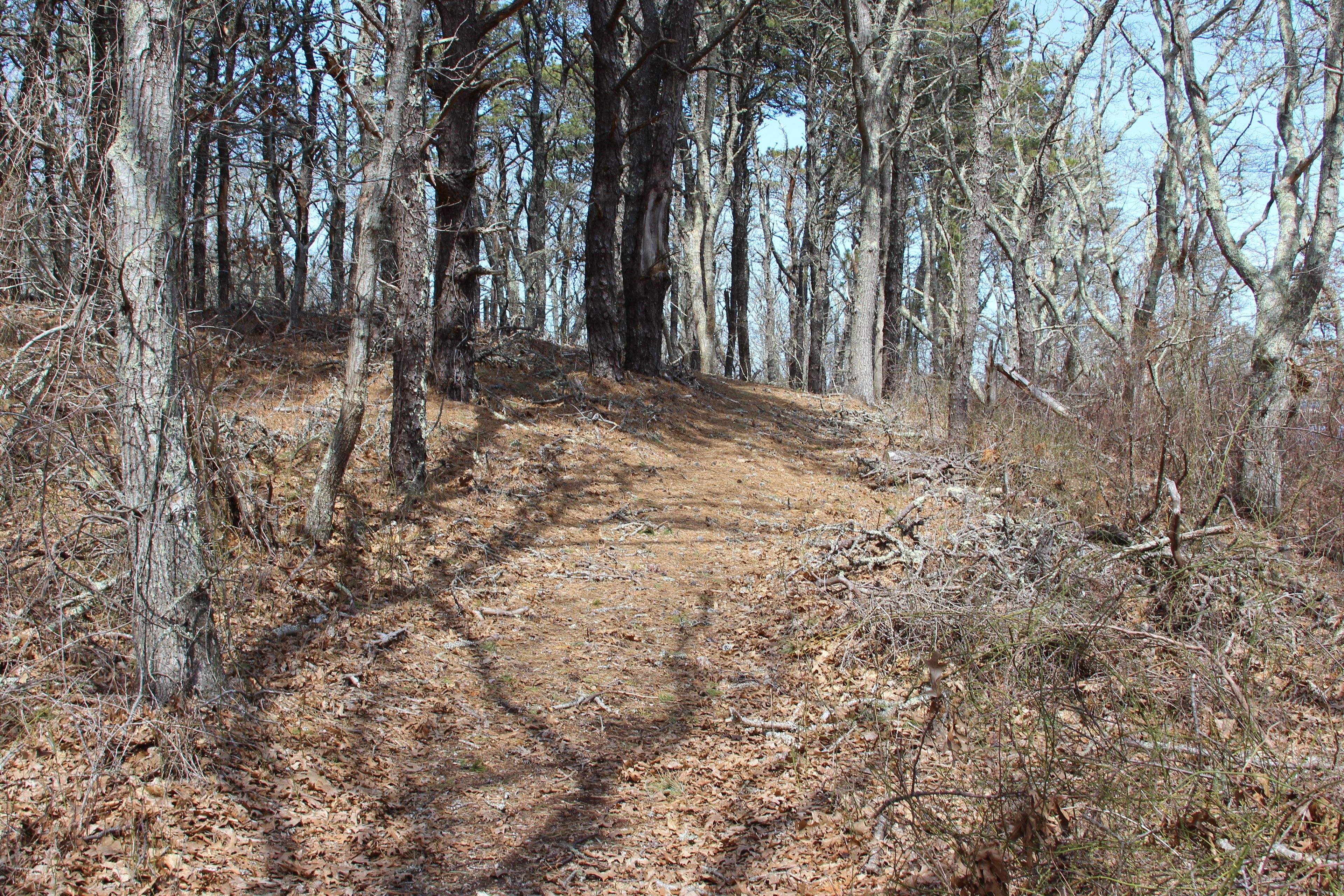 path through woods