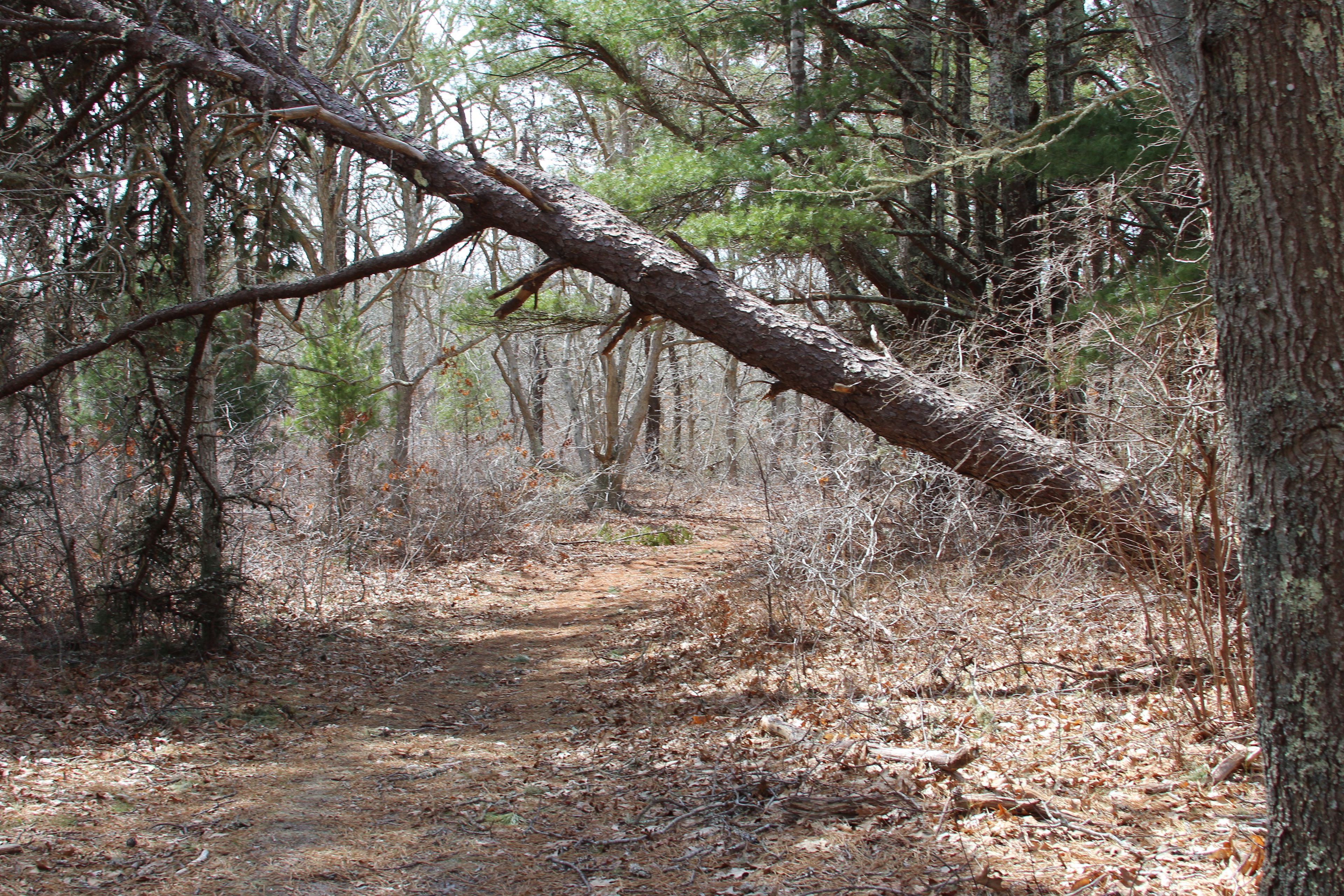 pine trees along trail