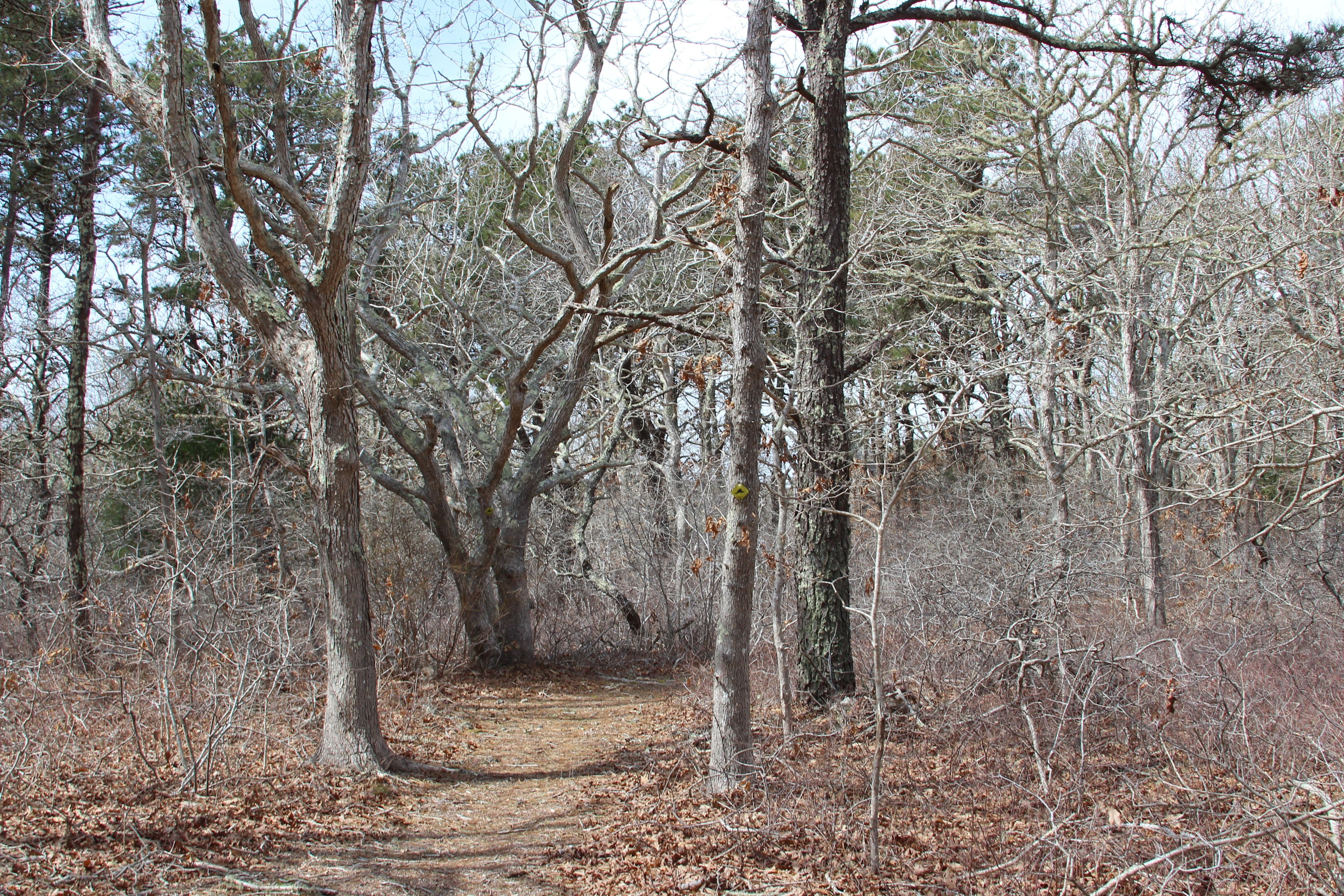 woods trail