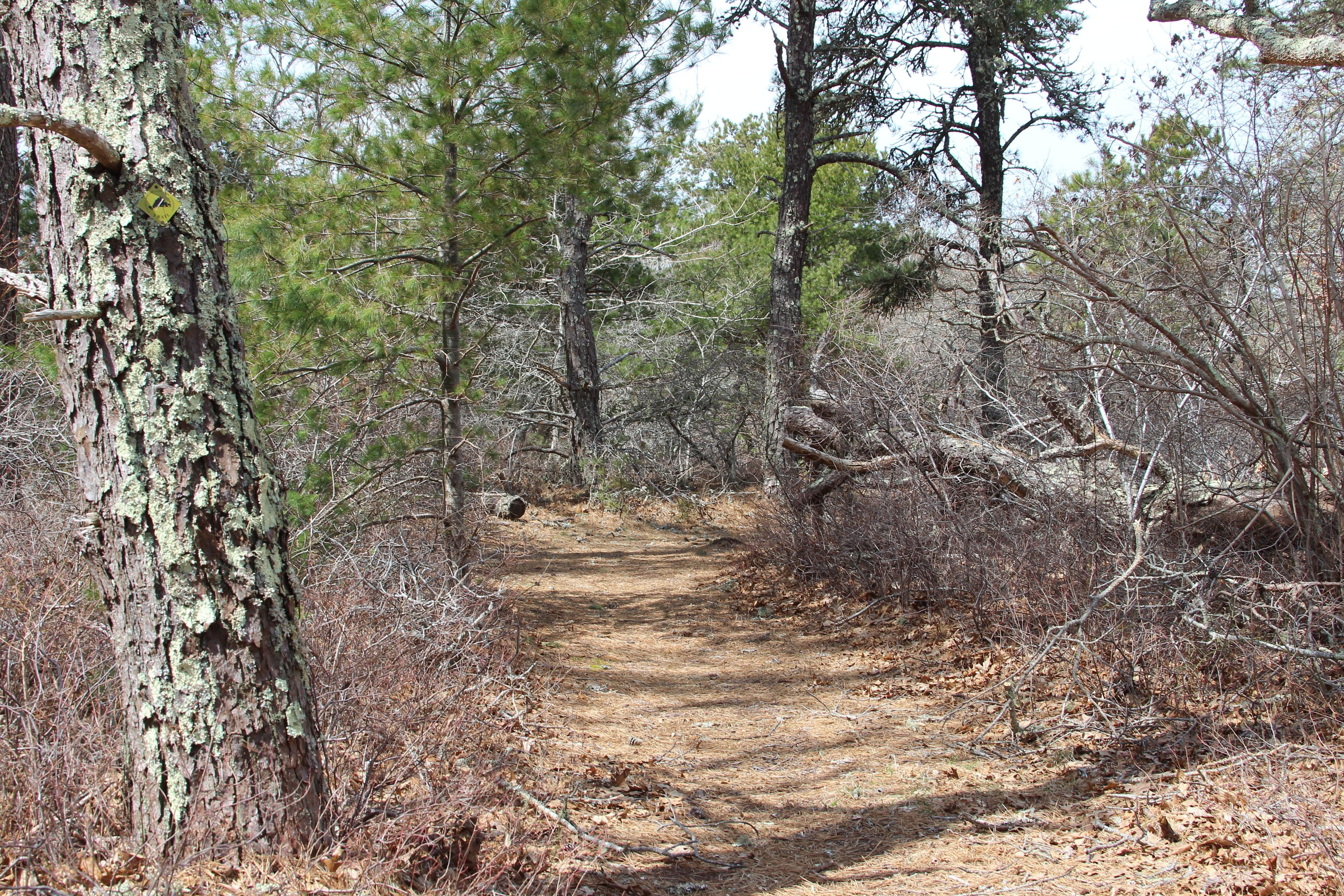 broad woods trail