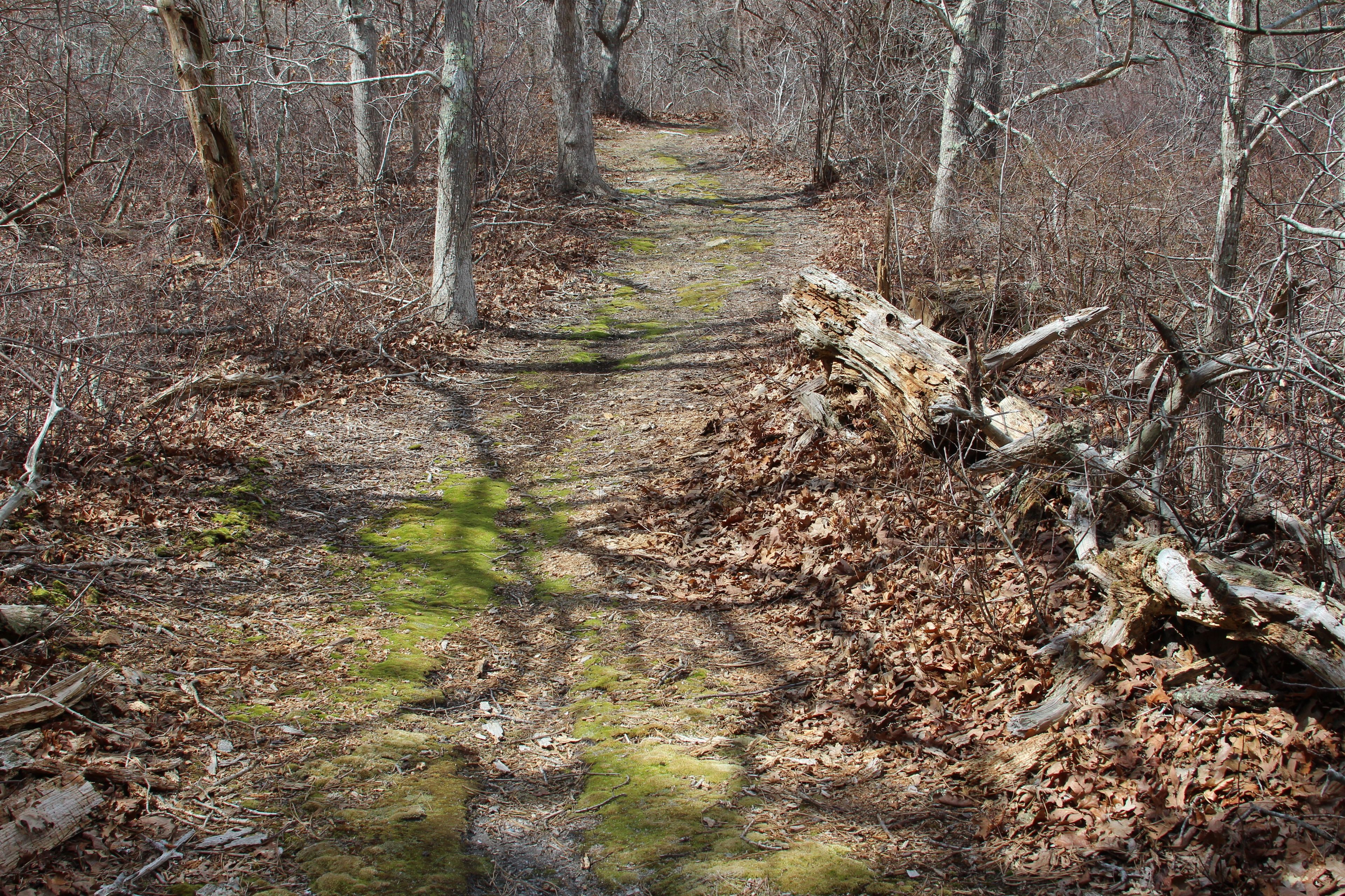 mossy trail