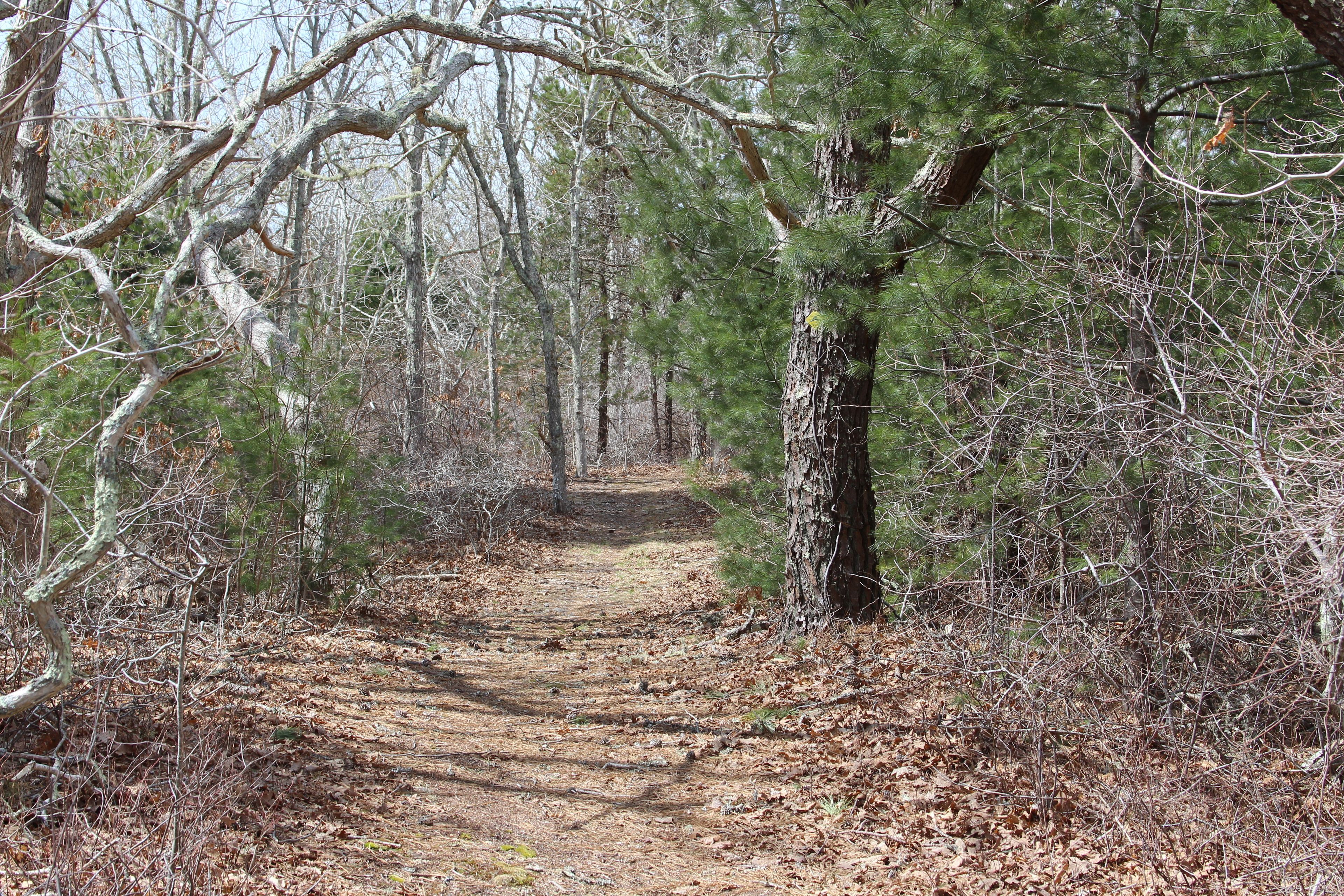 woods trail