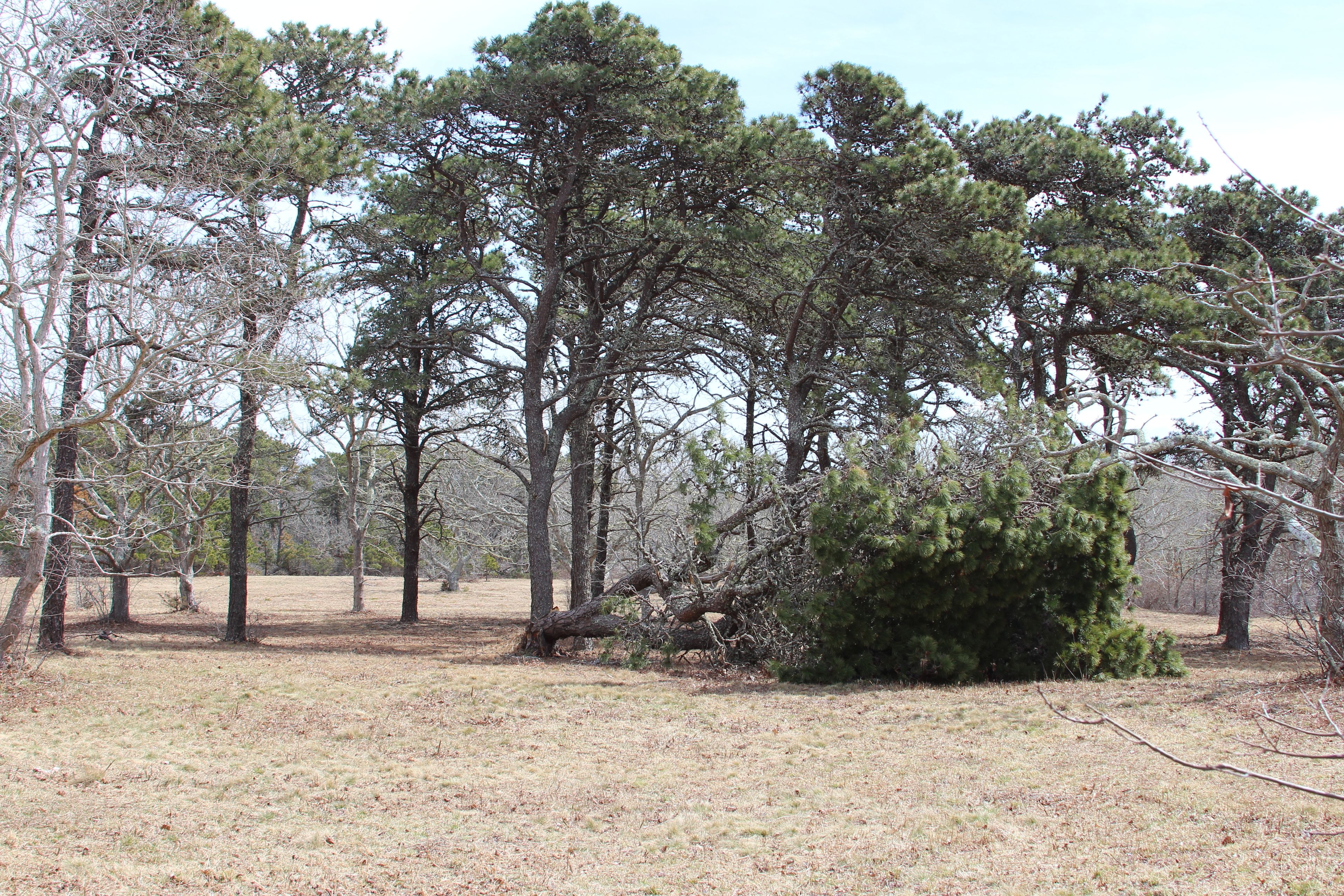 field view