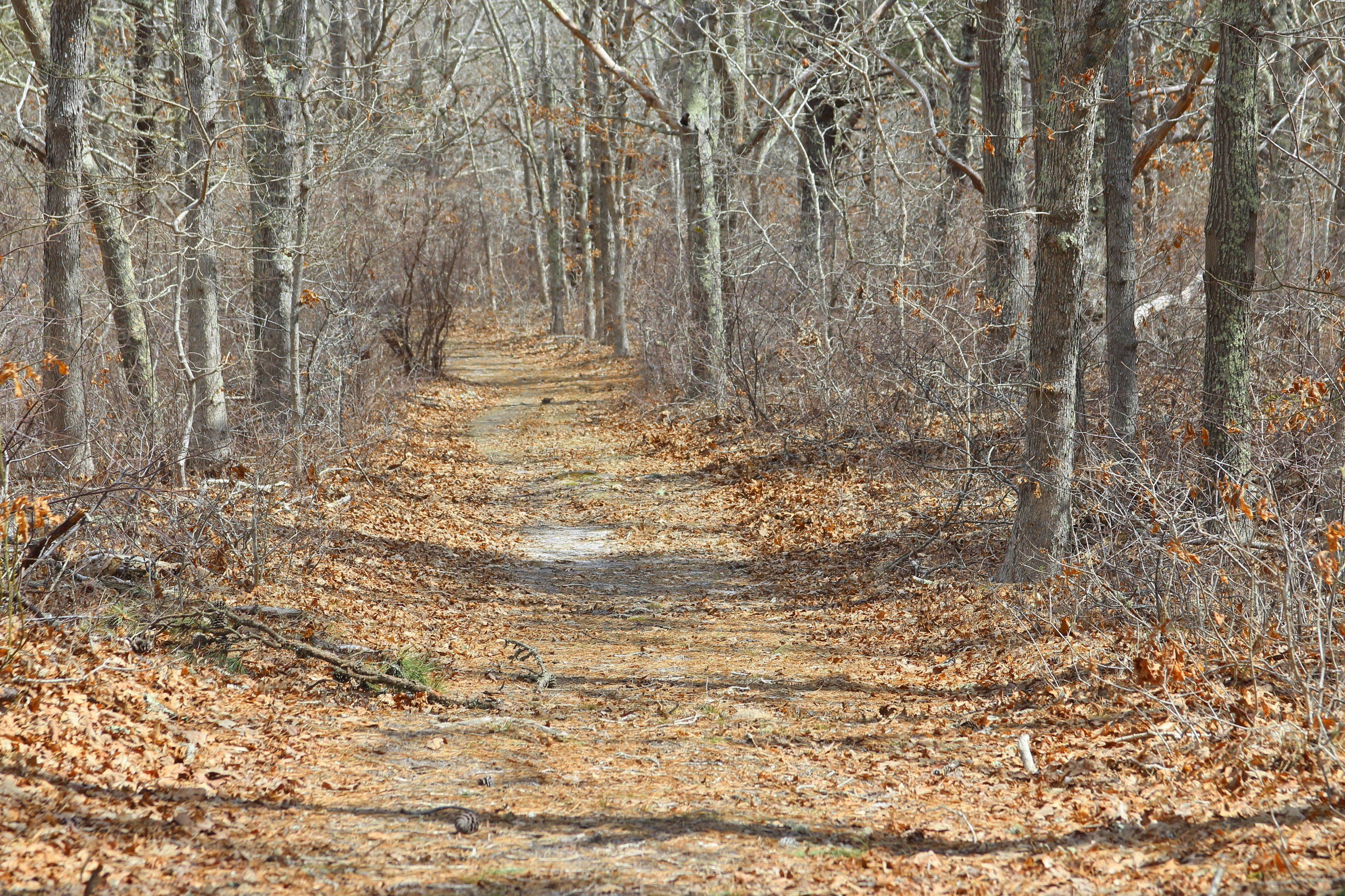 woods trail