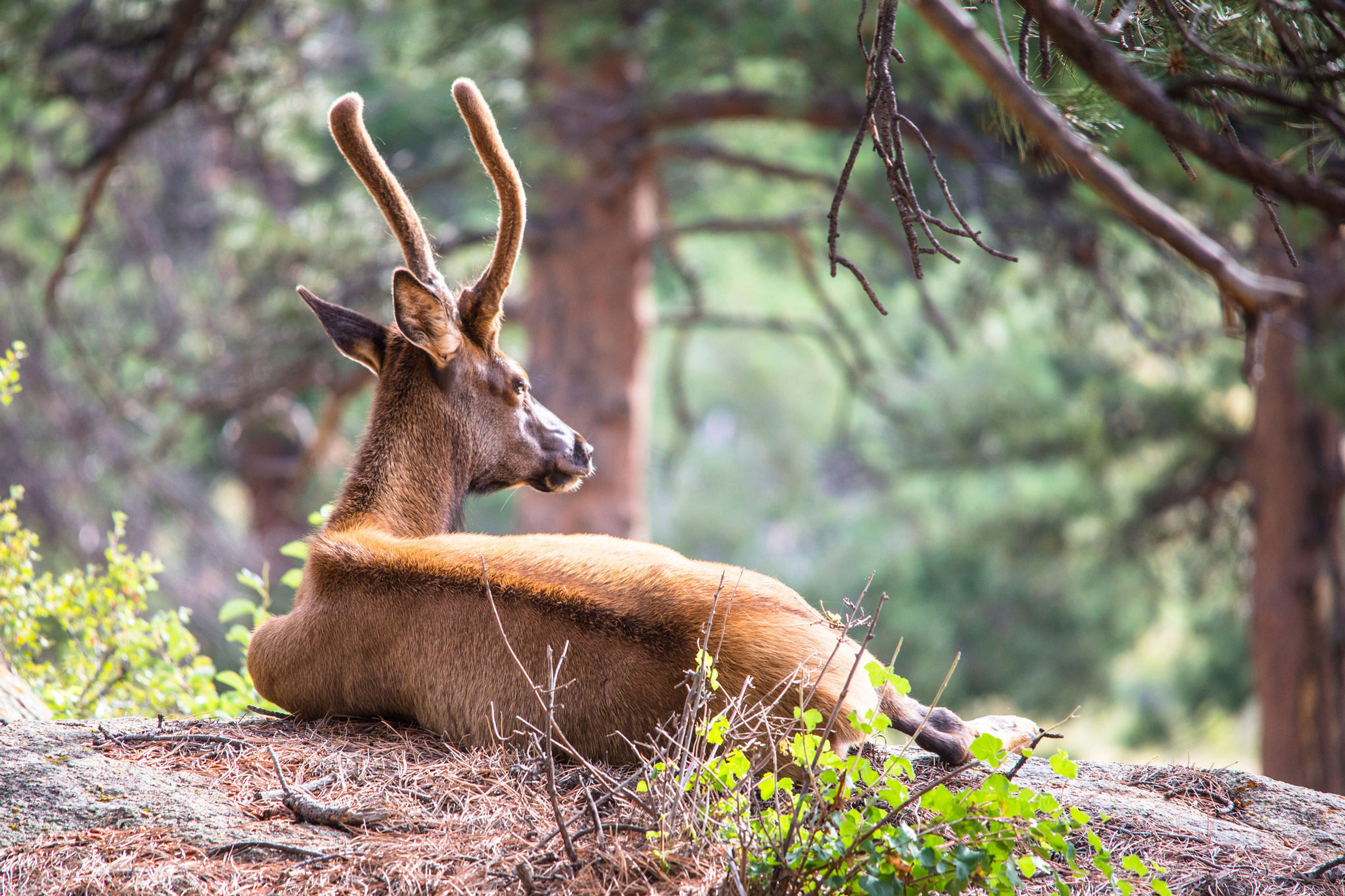 A young Elk in the sun at Rocky Mountain National Park.