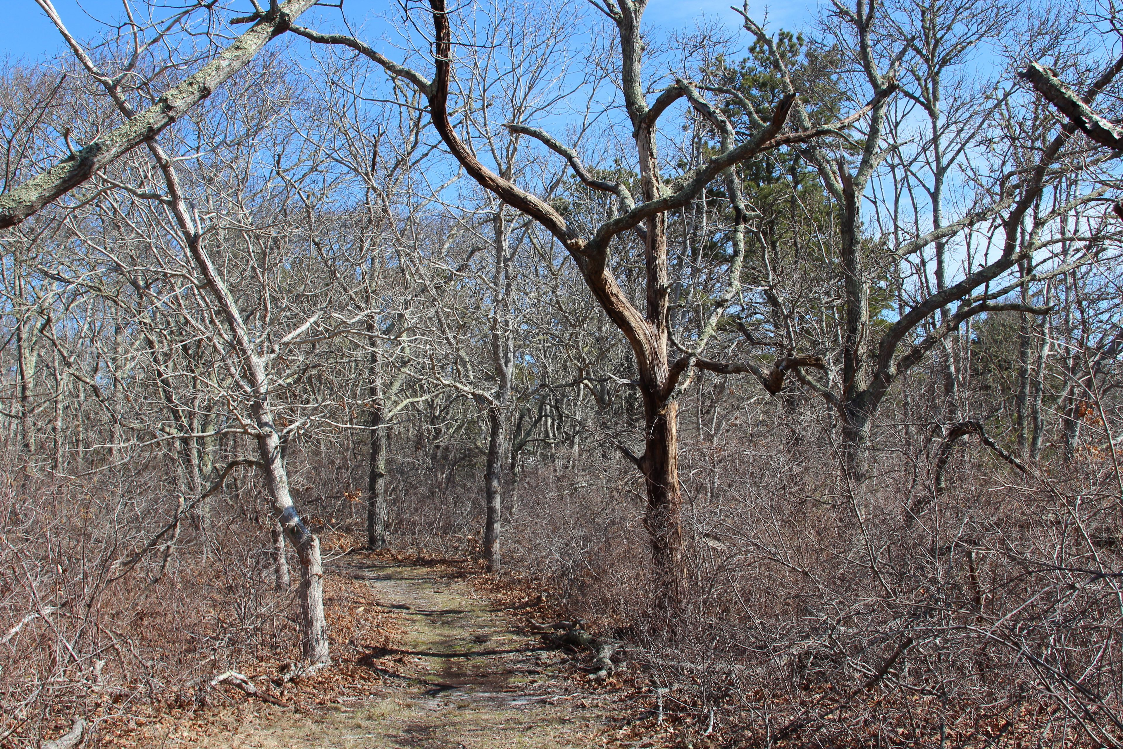 woods trail