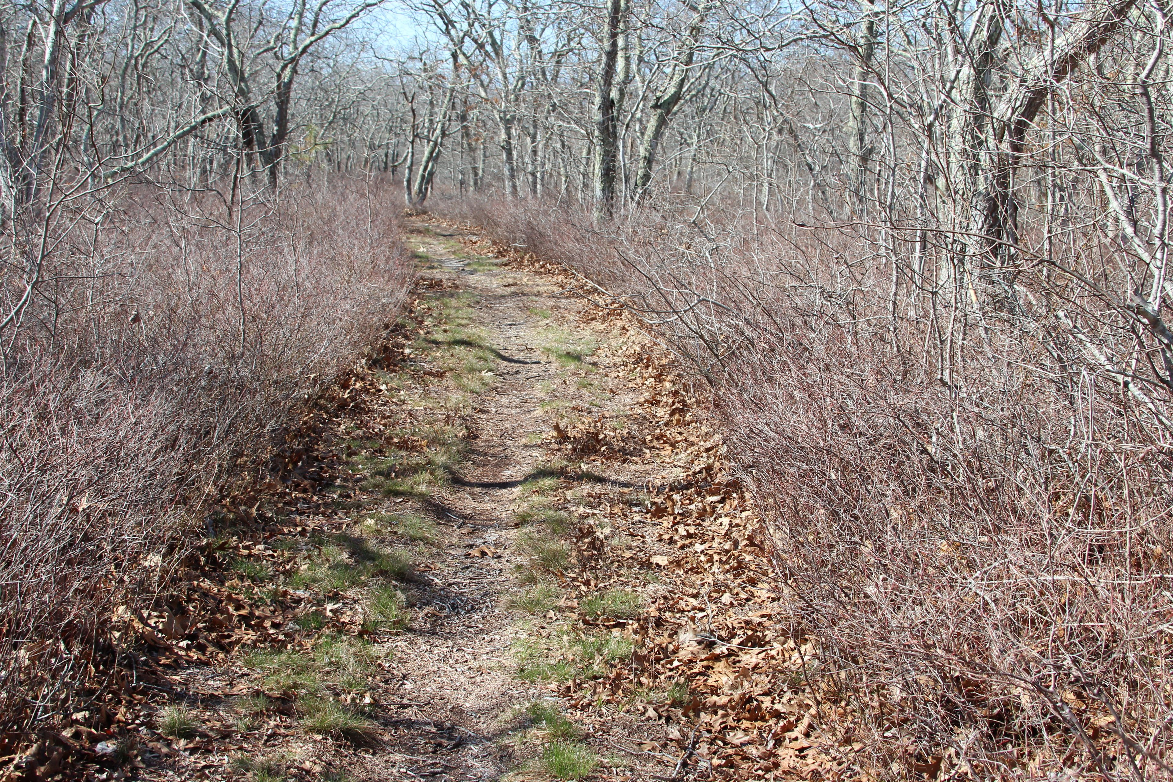 grassy trail near Litchfield Road end