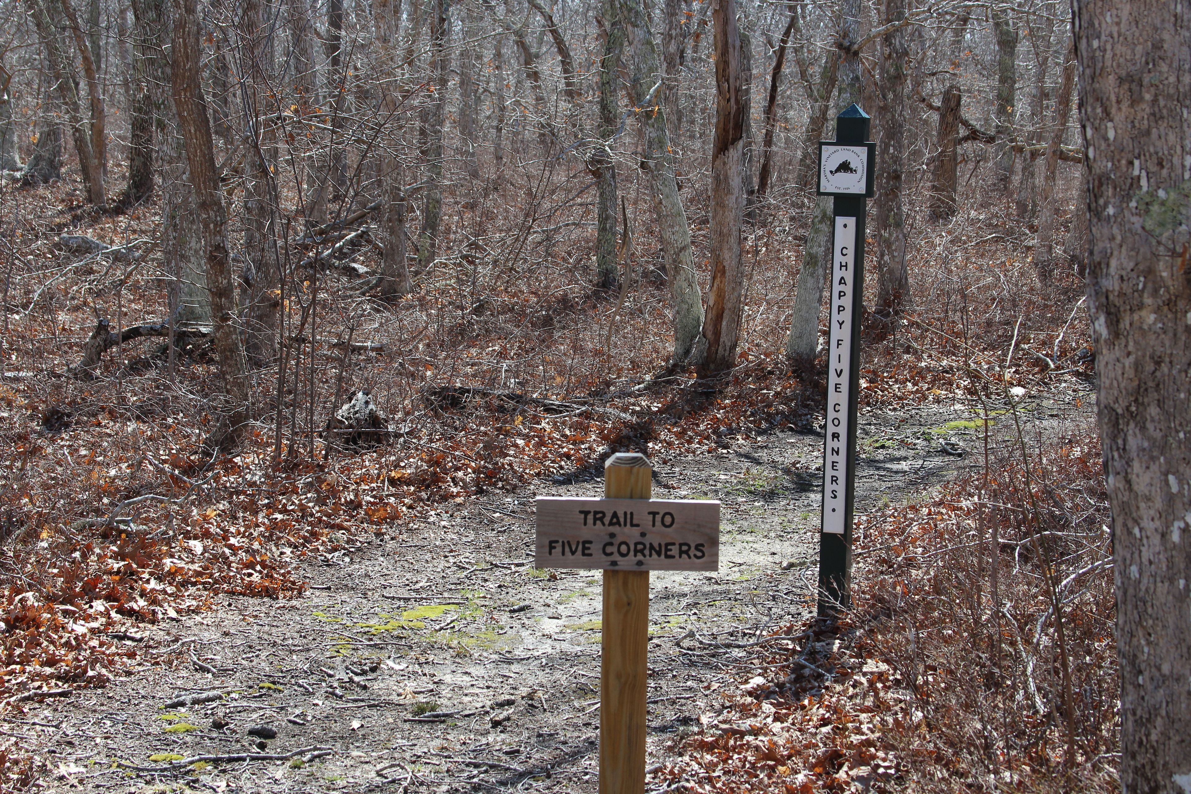 beginning of trail by Yellow trail intersection